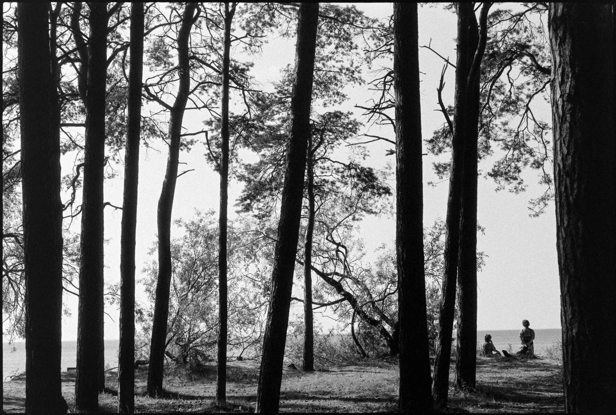 EE / Nikon F / fp4+ / 7.25