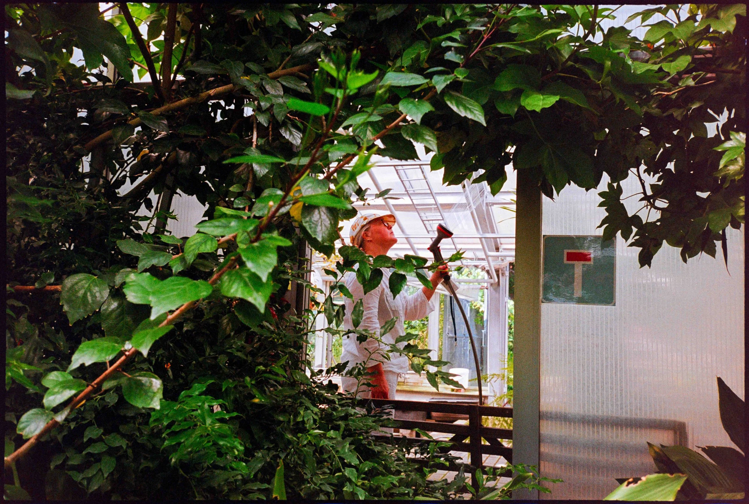 EE / Mju2 / kodakgold400 / 7.25