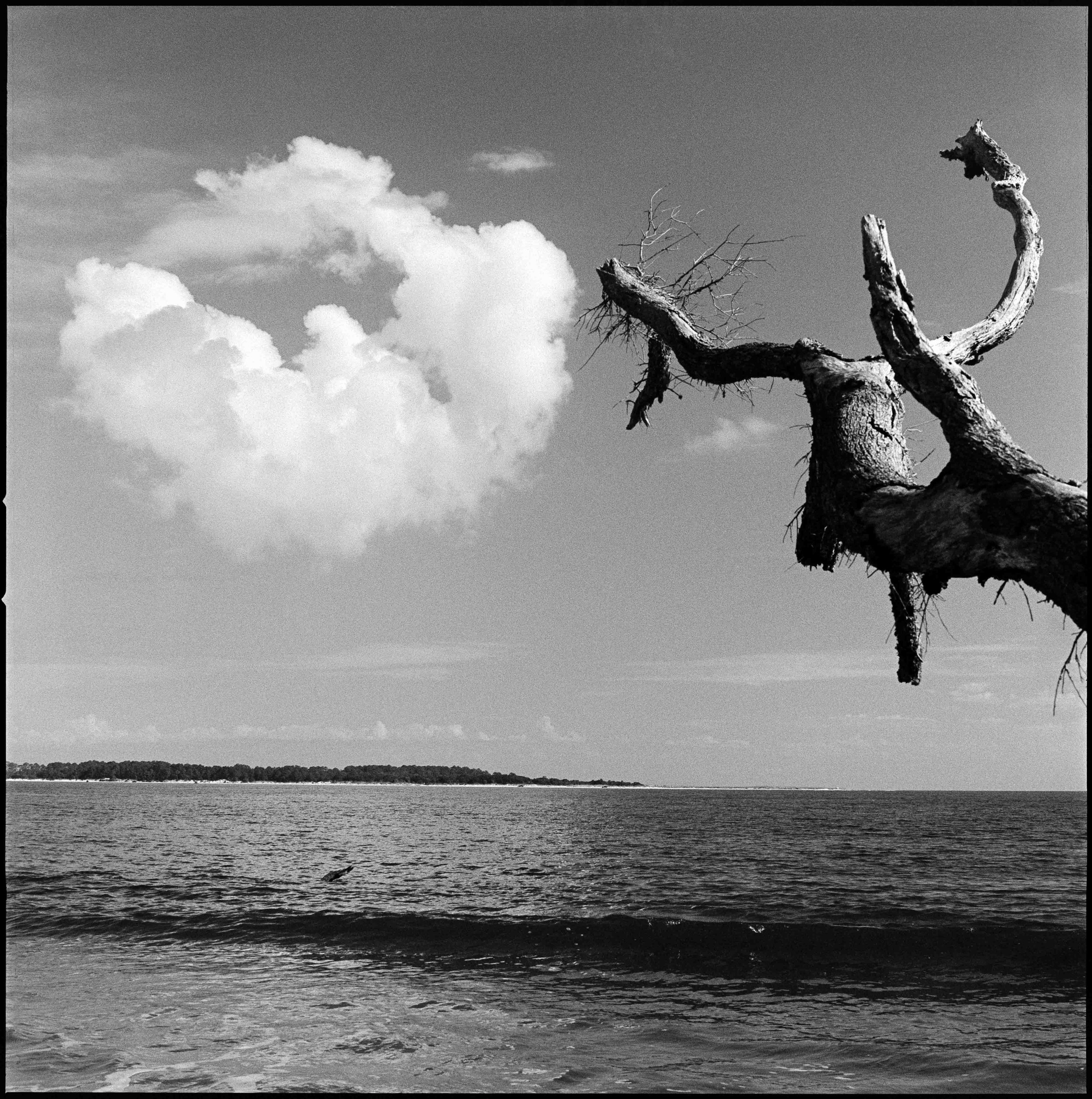 FL / Hasselblad 500cm / trix400 / 11.25