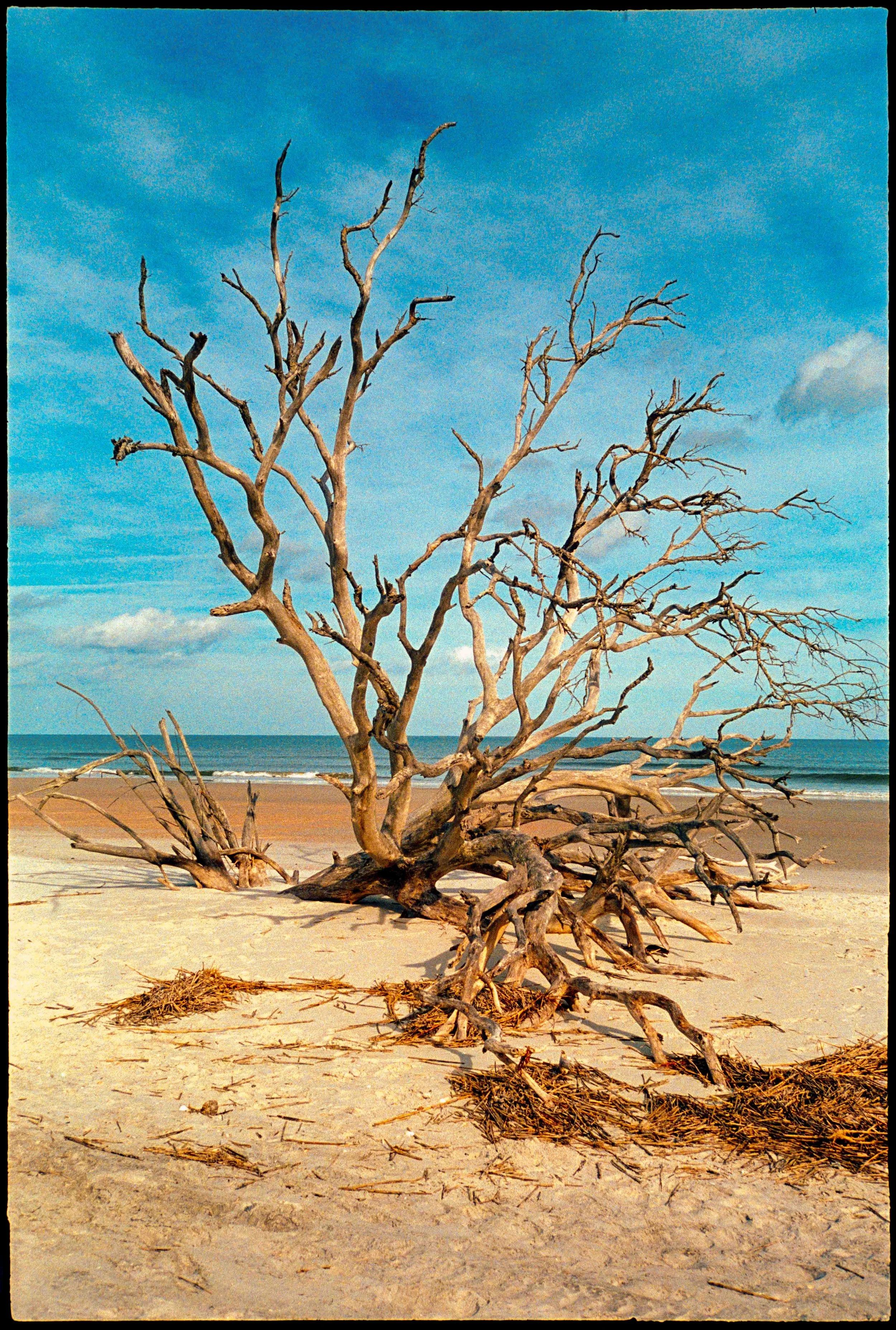 FL / mju2 / portra800 / 11.25