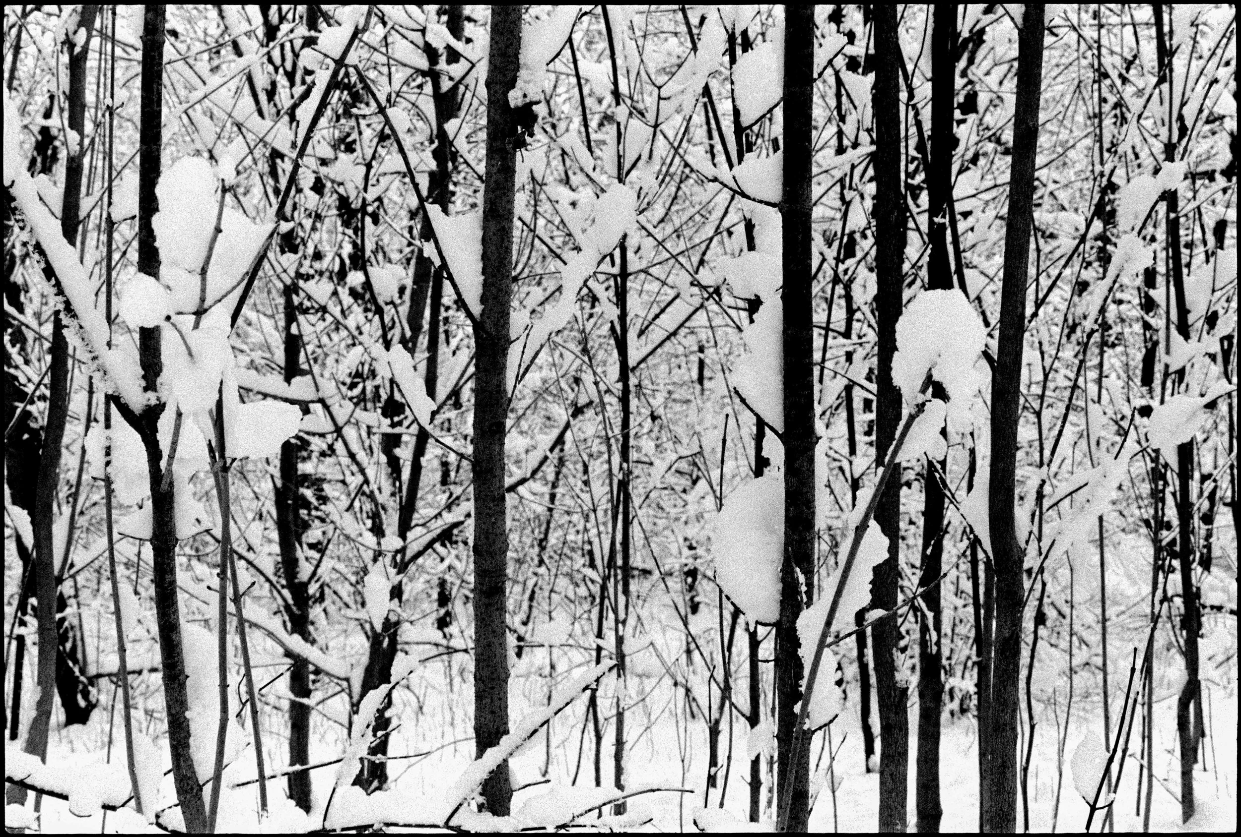 PA / Nikon F / hp5 / 12.25