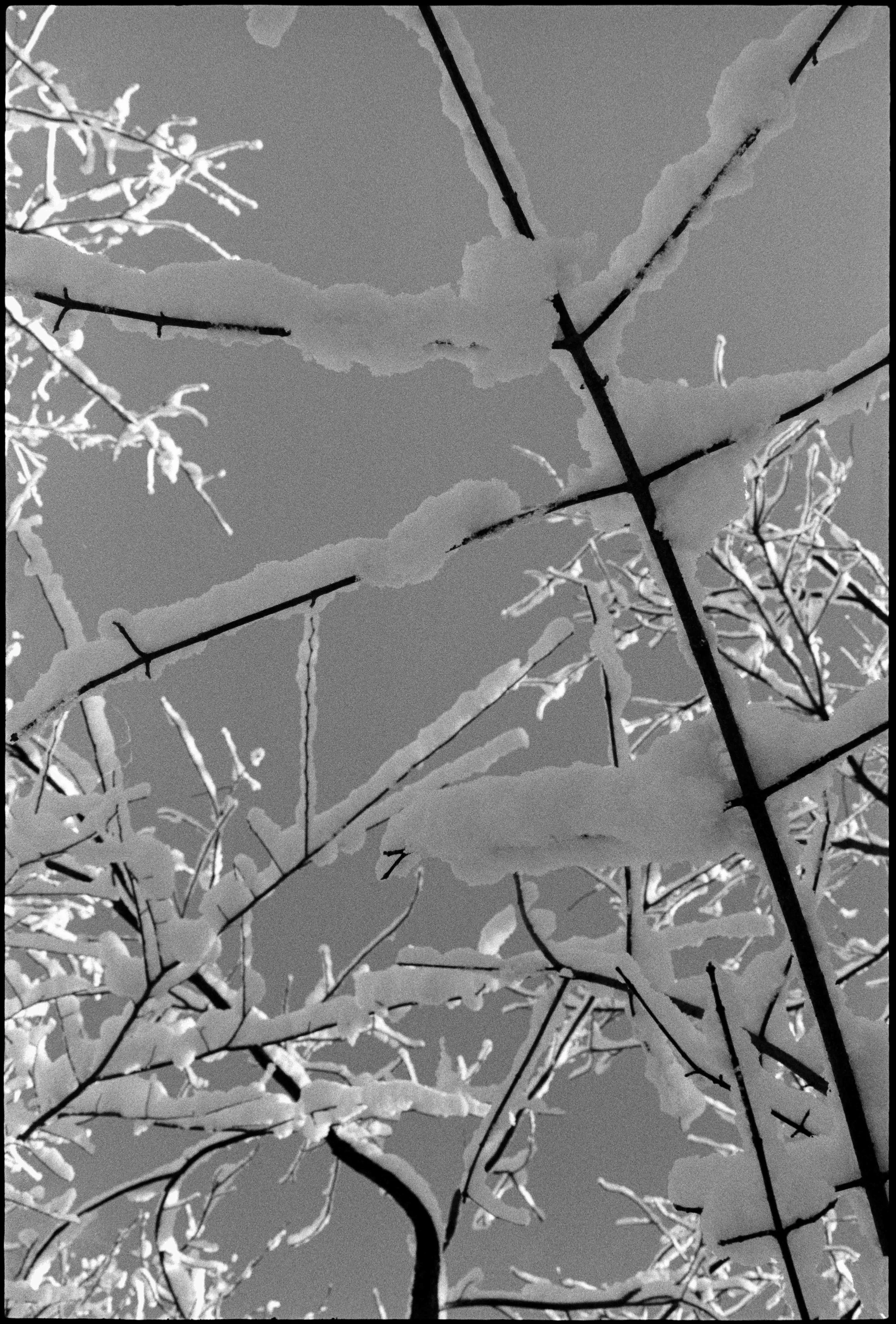 PA / Nikon F / hp5 / 12.25