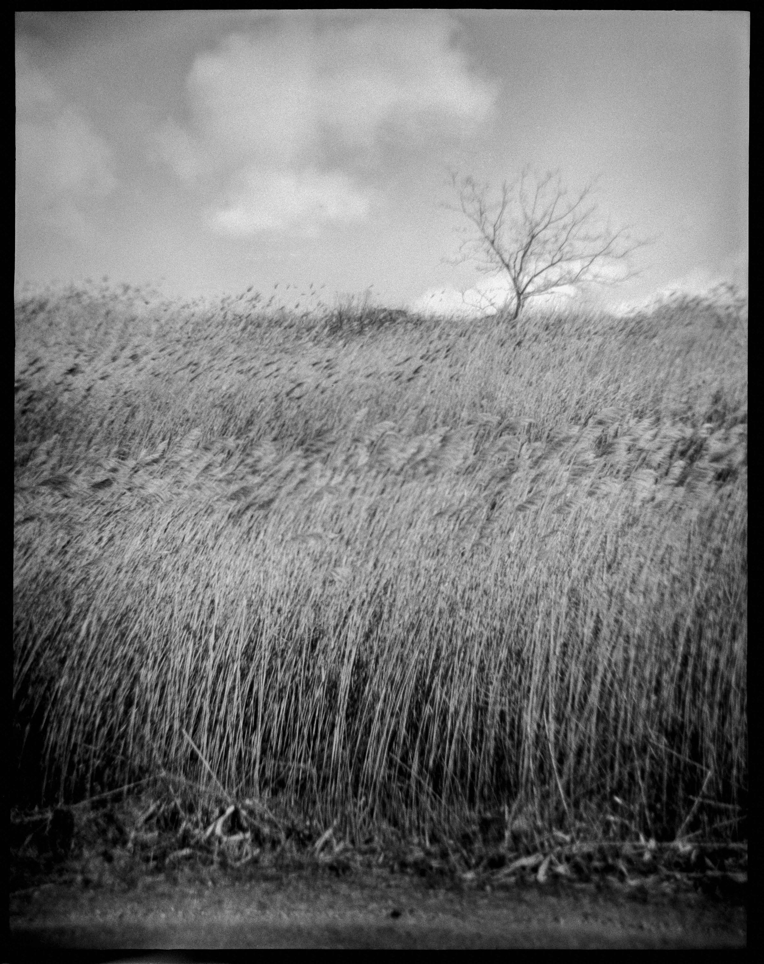 NJ / Debonaire / kentmere200 / 2.26