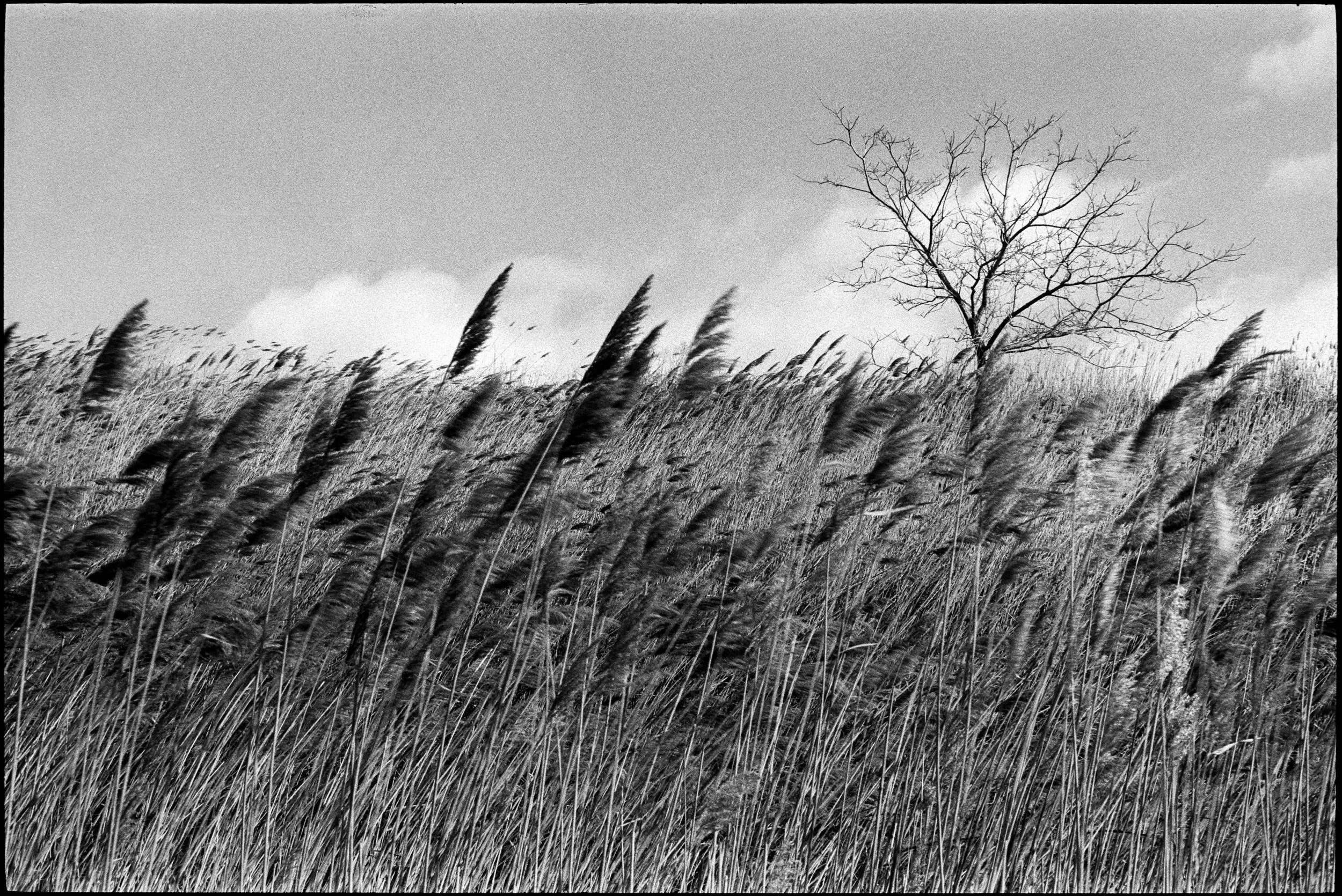 NJ / Leica m3 / fp4+ / 2.26