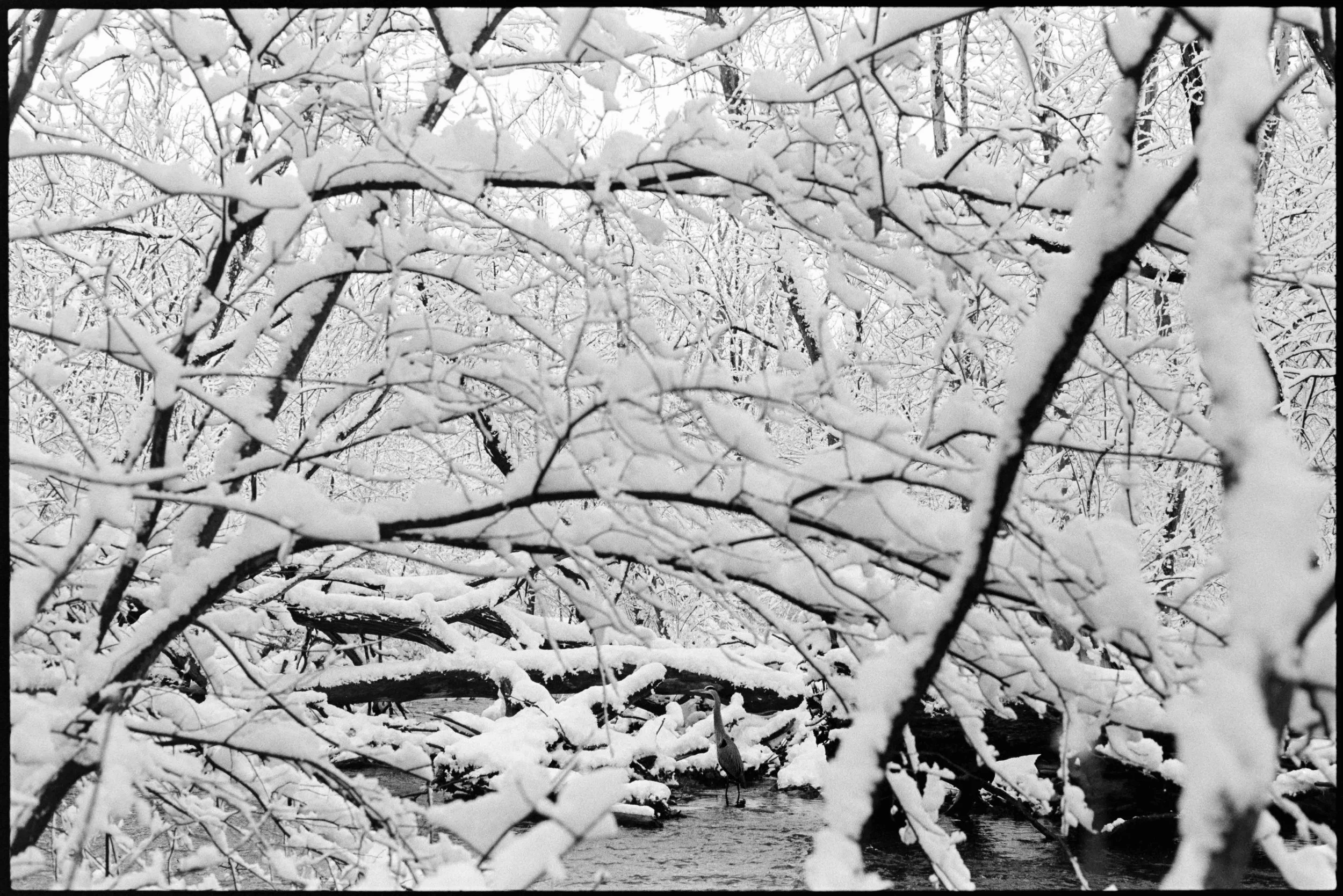 PA / contax g1 / trix400 / 2.26