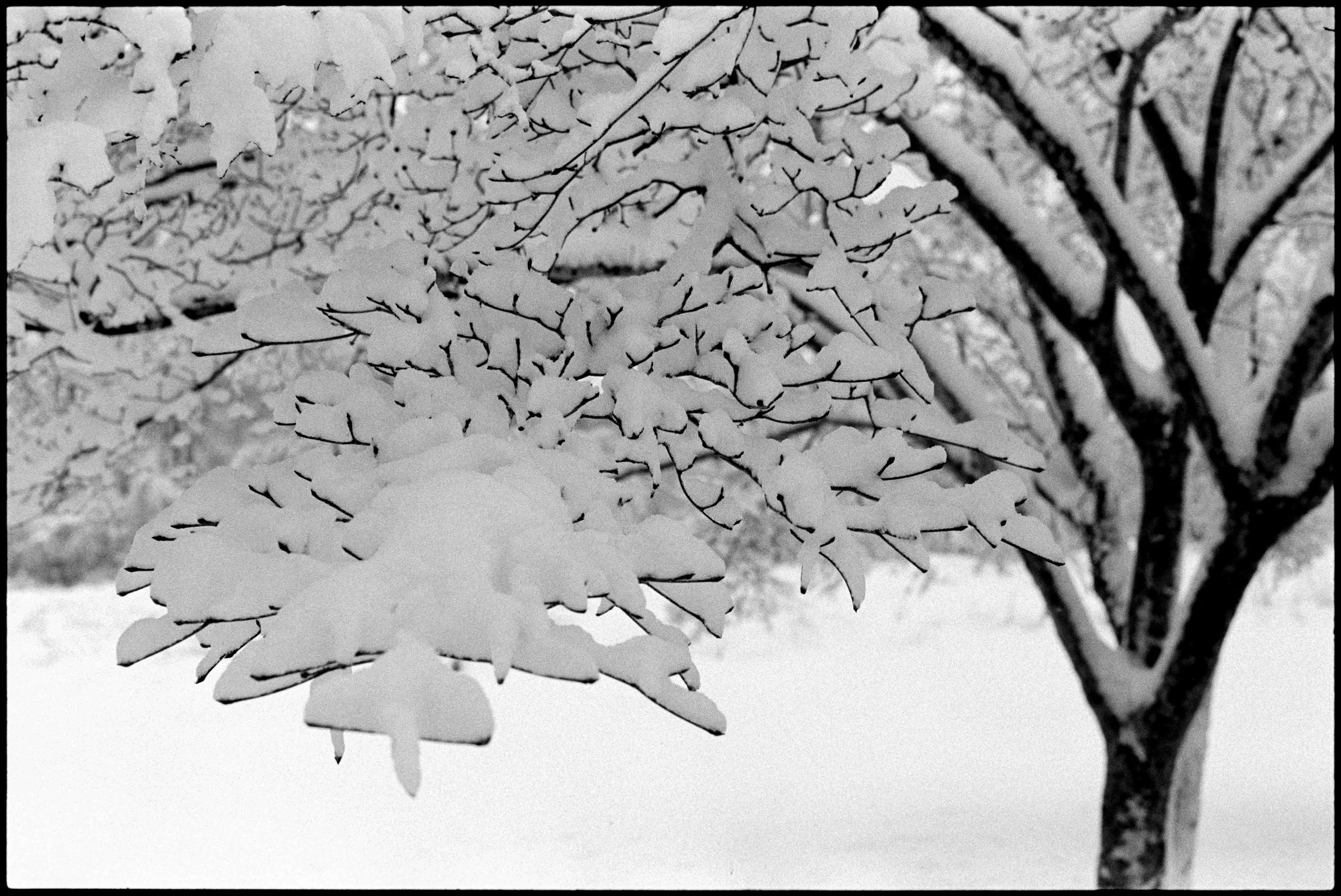 PA / contax g1 / trix400 / 2.26