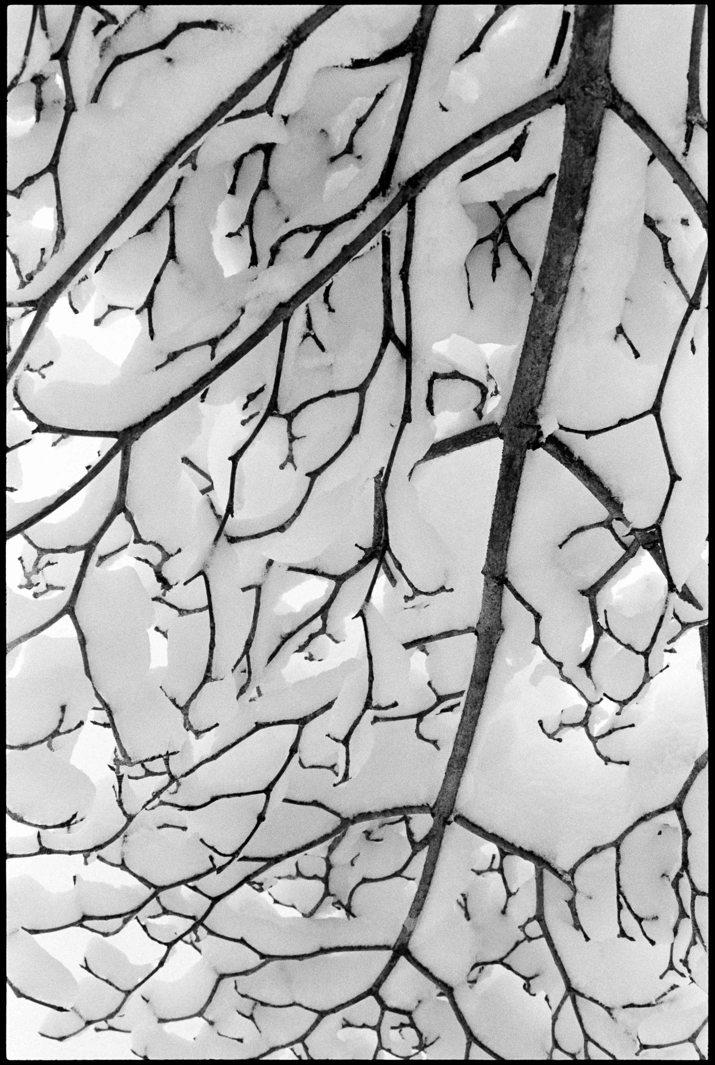 PA / contax g1 / trix400 / 2.26