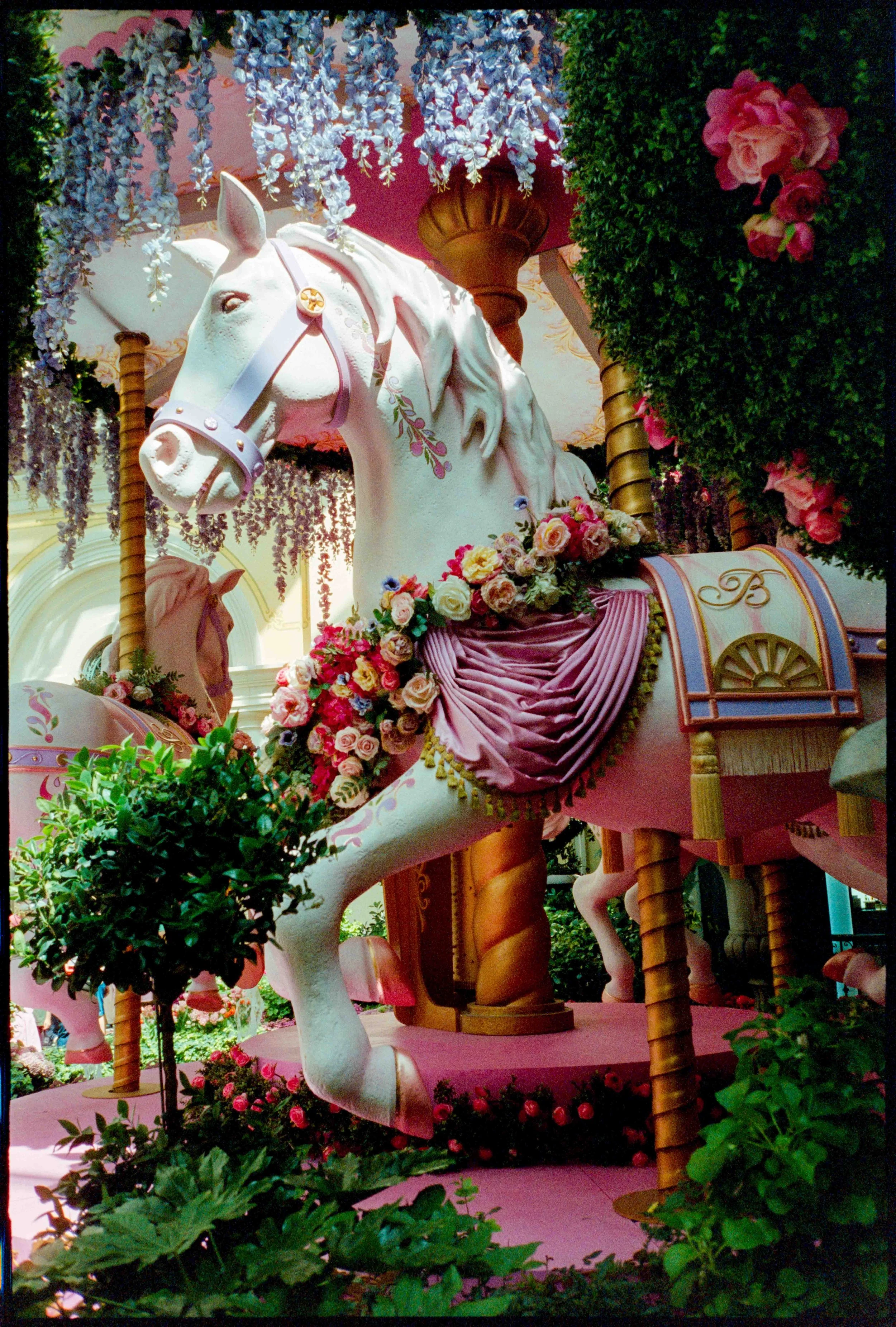 NV / mju2 / cinestill400d / 4.26