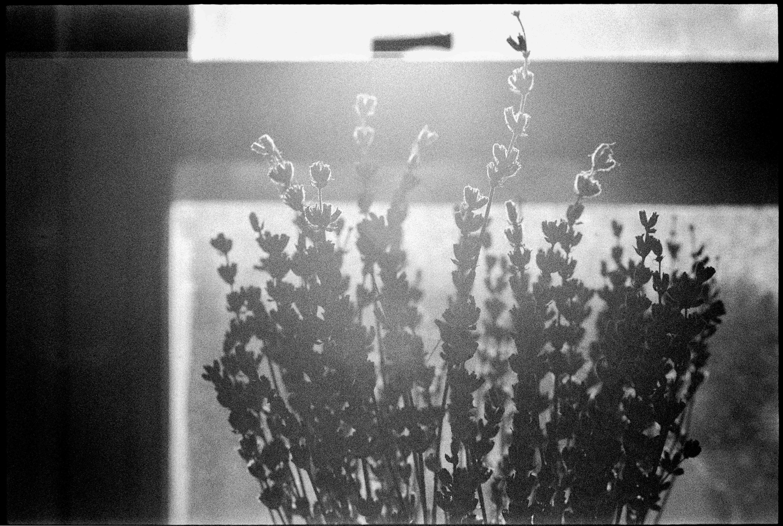 NM / nikon f / fp4 / 5.26