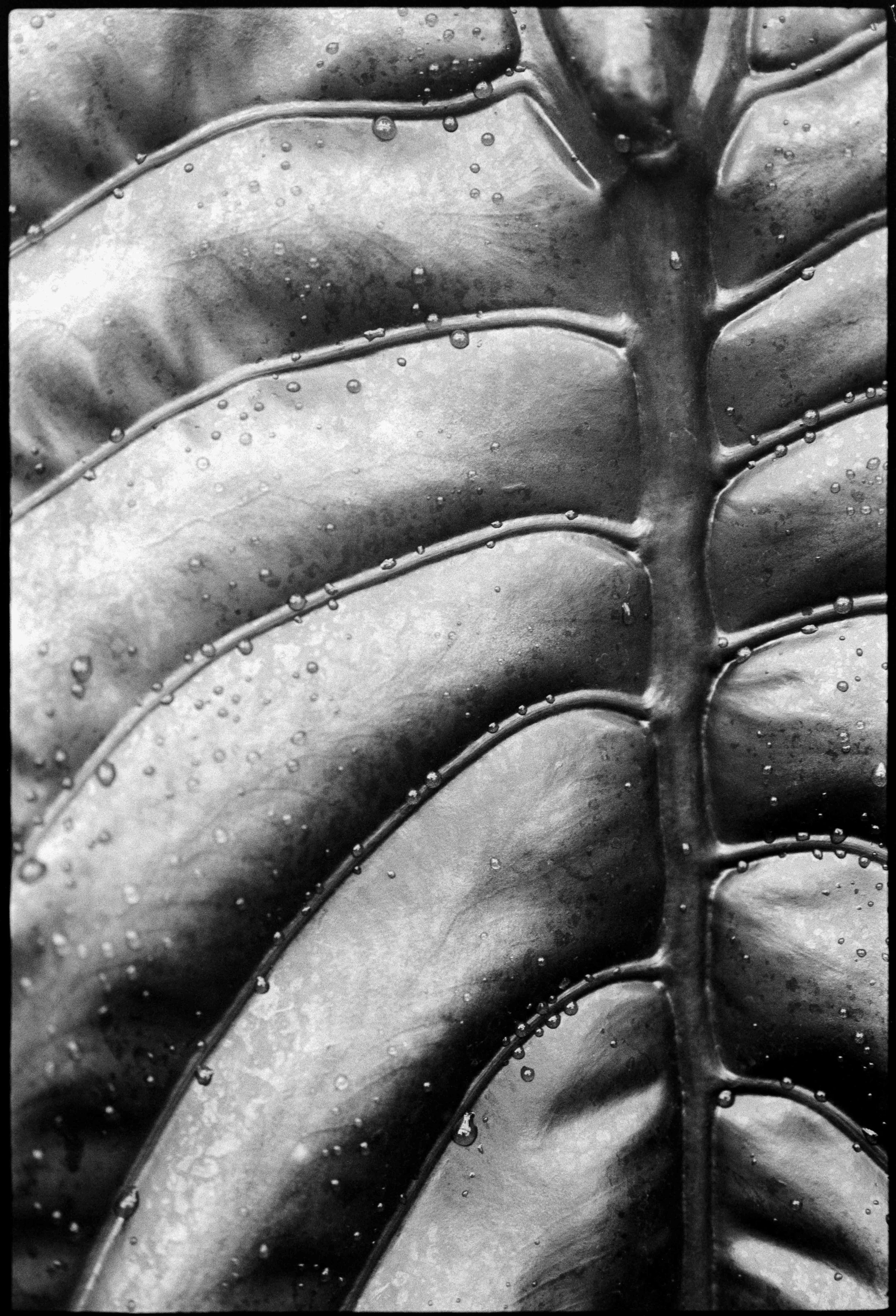 qc / nikon f / fp4 / 8.26