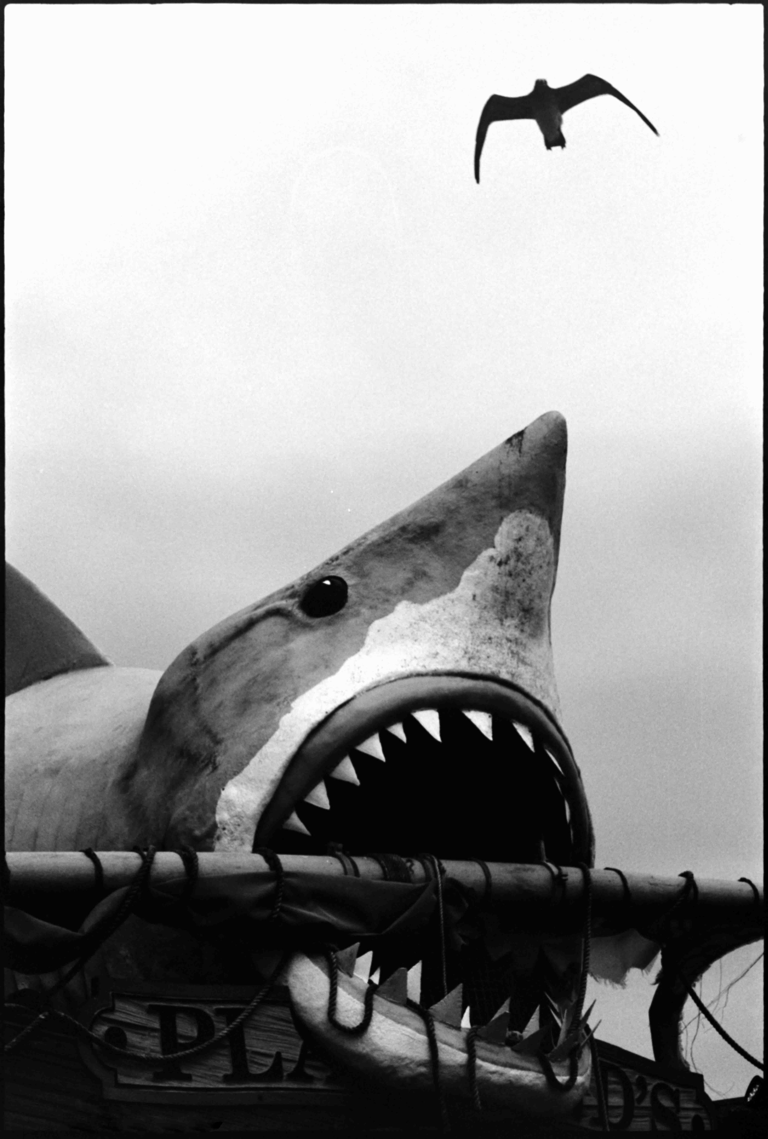 NJ /Nikon F / Acros100 / 9.26