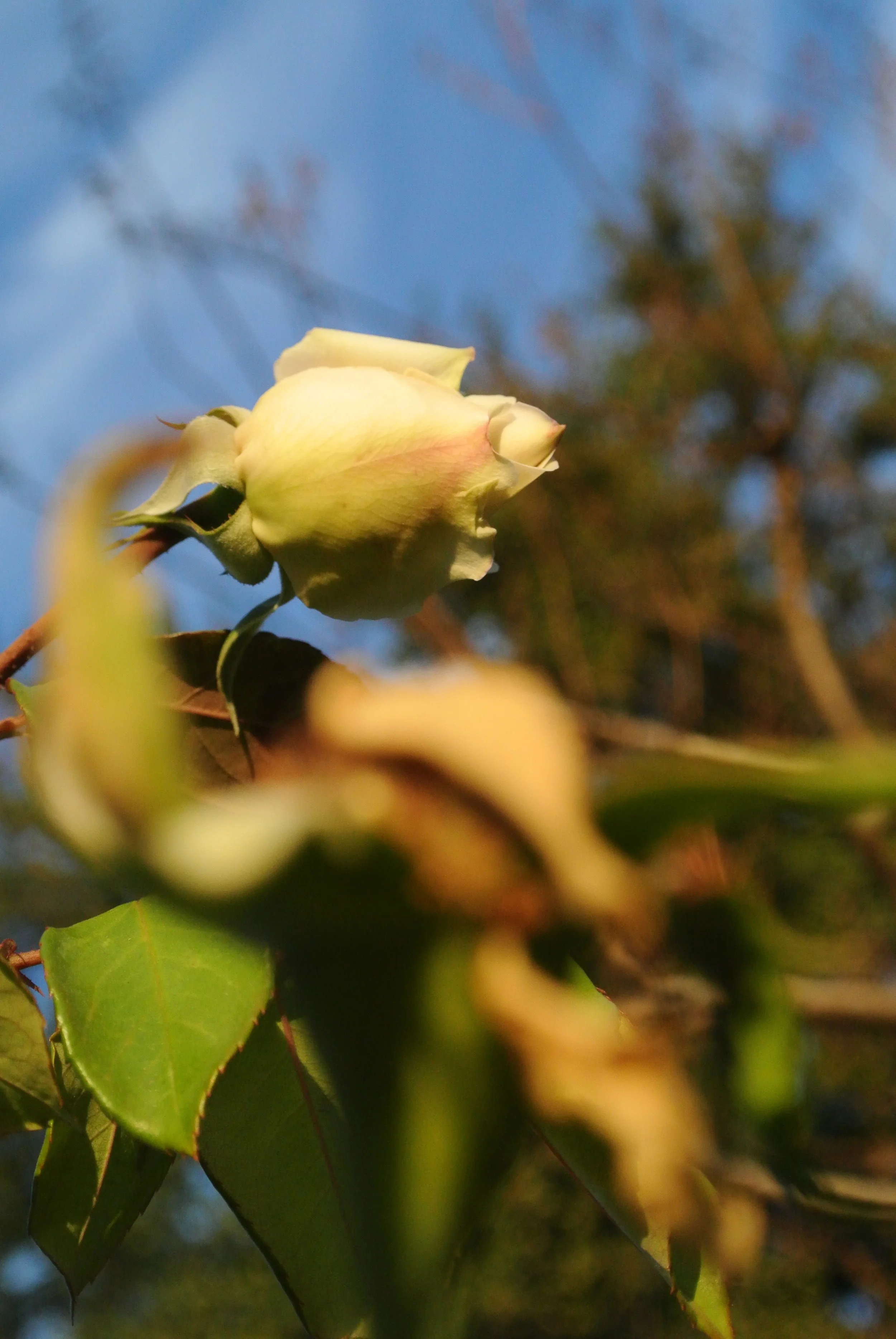 DSC_1710.JPG