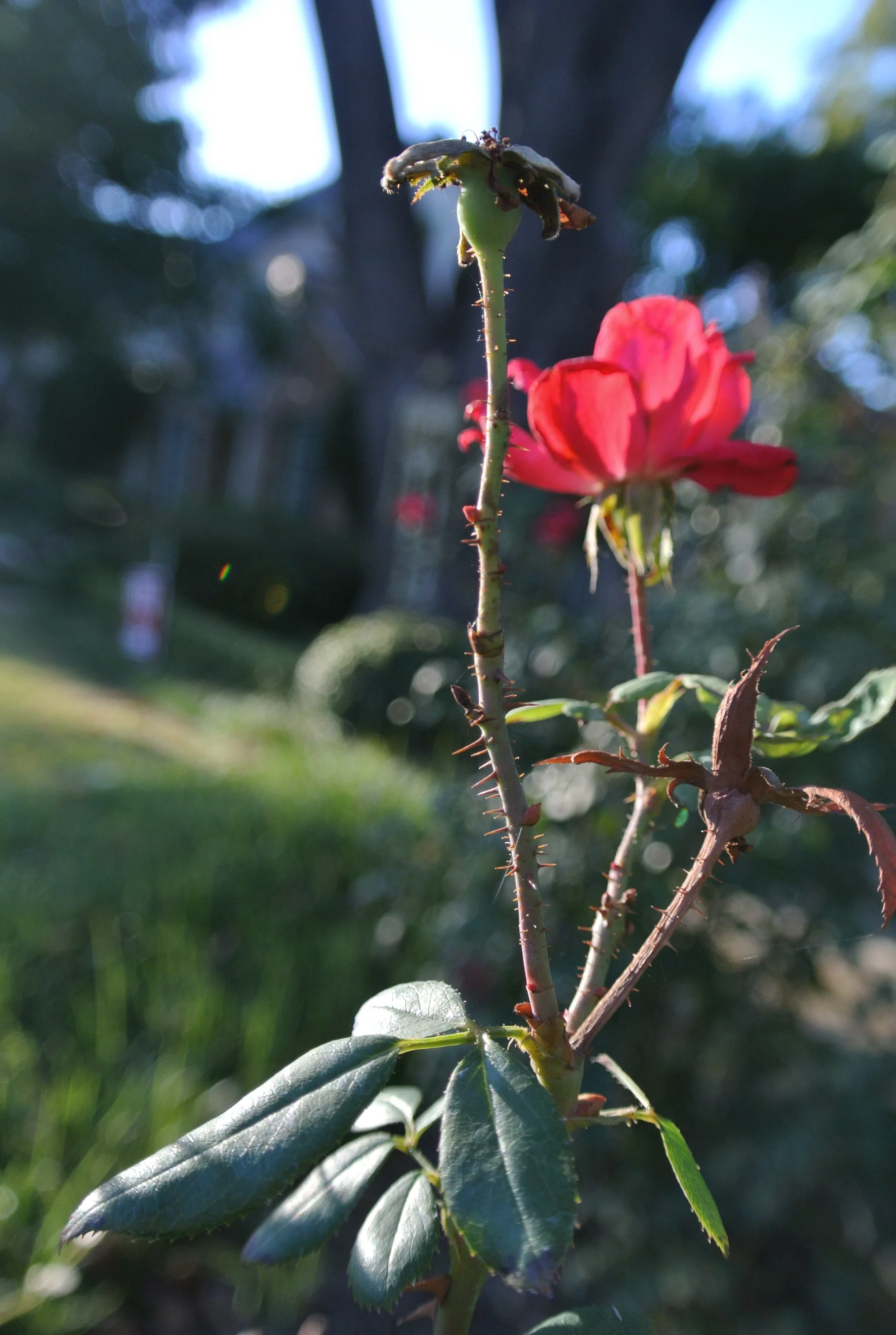 DSC_0197.JPG