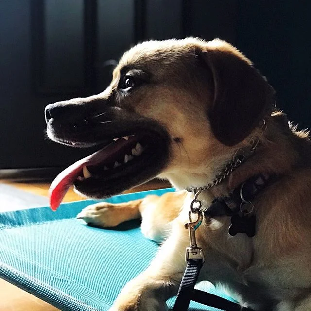 Dog Training Louisville KY New Tricks Dog Training