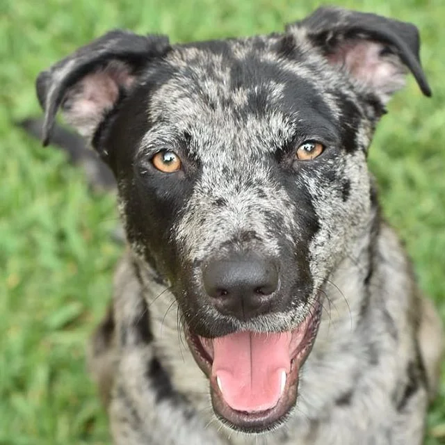 I just recently celebrated my one year anniversary of adopting this beautifully goofy pup. I didn't realize it at the time, but I adopted him on the anniversary of the loss of another beloved companion, and I can't think of a better way to honor her