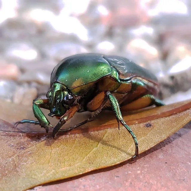 Just a little beetle, who decided to take a dip in the pool, drying off on a leaf.