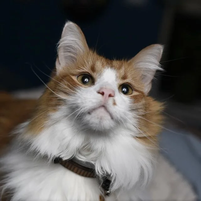 Loki, contemplating his glorious purr-pose. 
#photography #petphotography #catsofinstagram