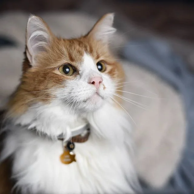 Had the privilege of working with this handsome model who was very patient with the off camera flash.
#photography #catsofinstagram #petphotography