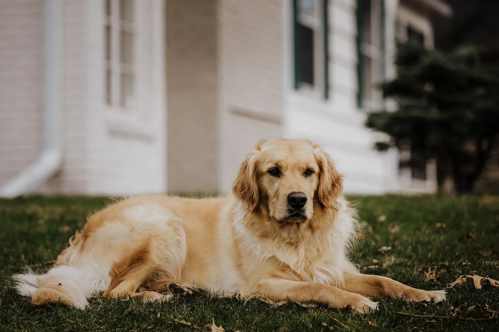 outdoor golden retriever portrait in minnepaolis