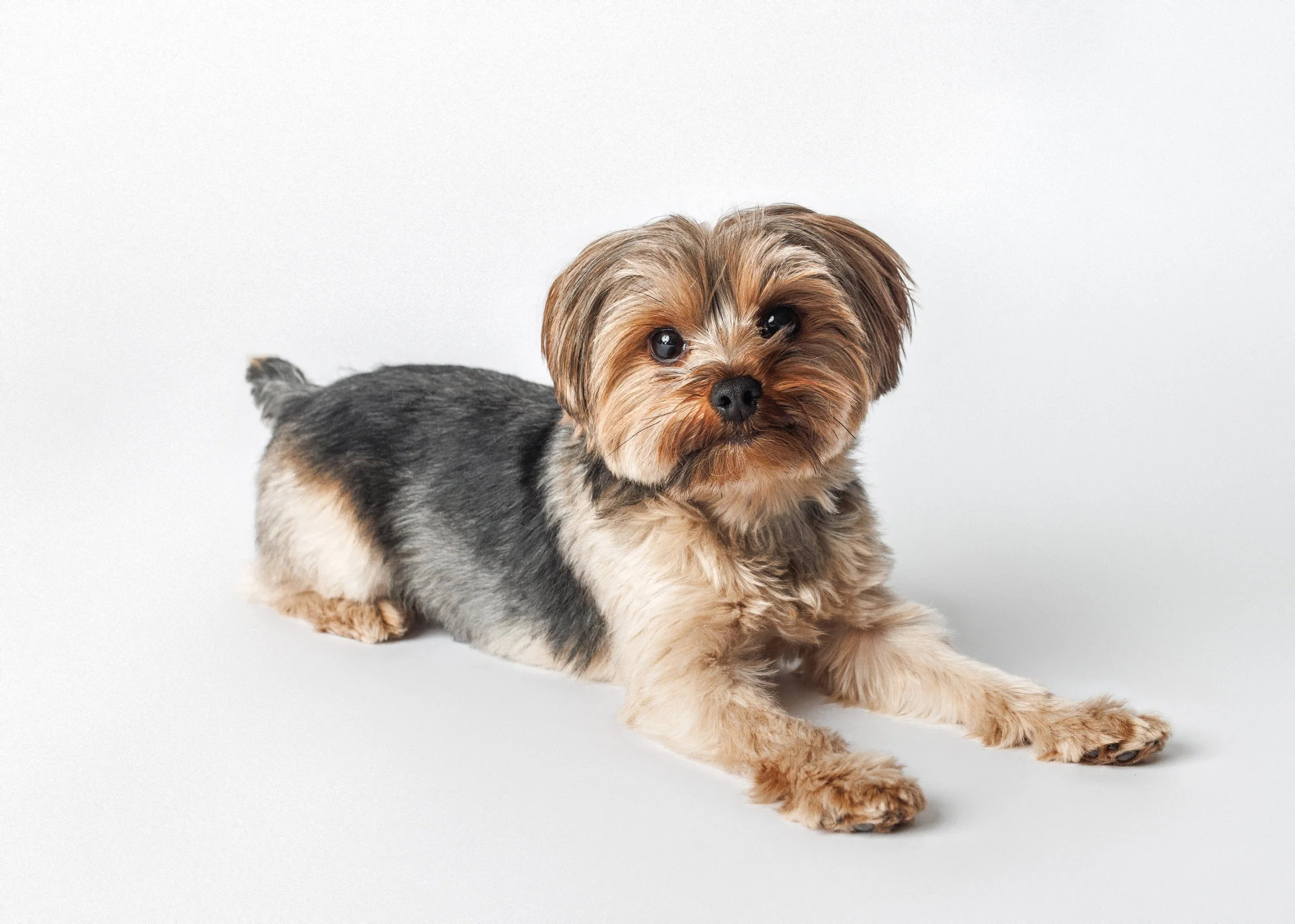 studio dog portrait in minneapolis, mn