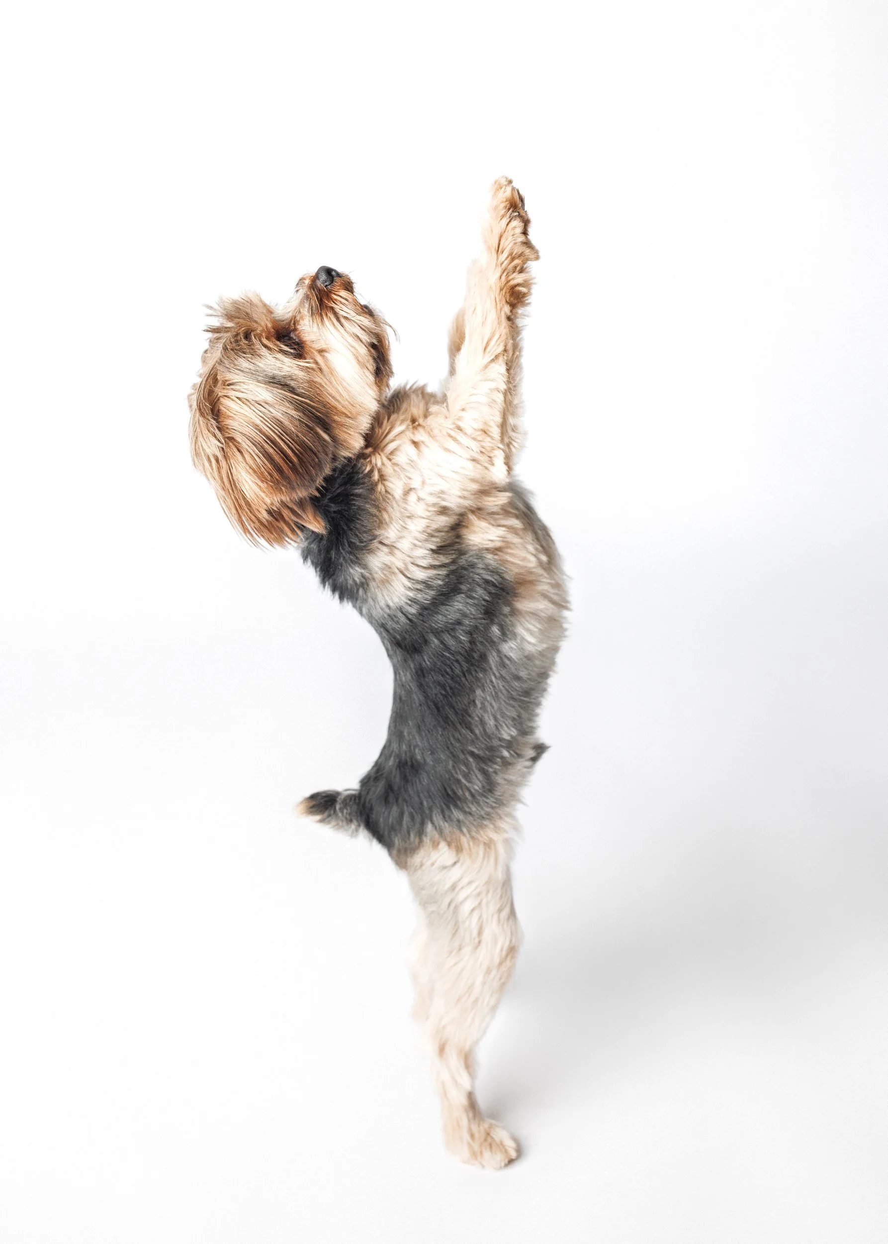 studio dog portrait in minneapolis, mn
