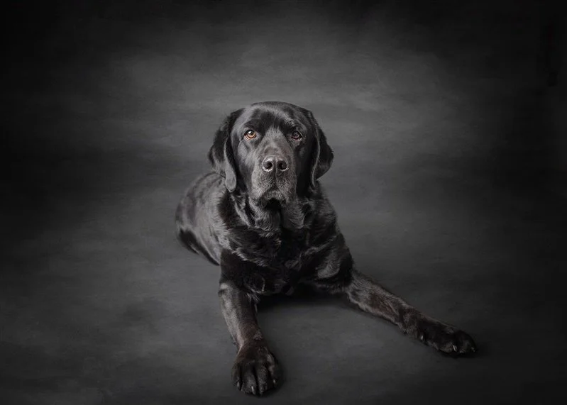 studio dog portrait in minneapolis, mn