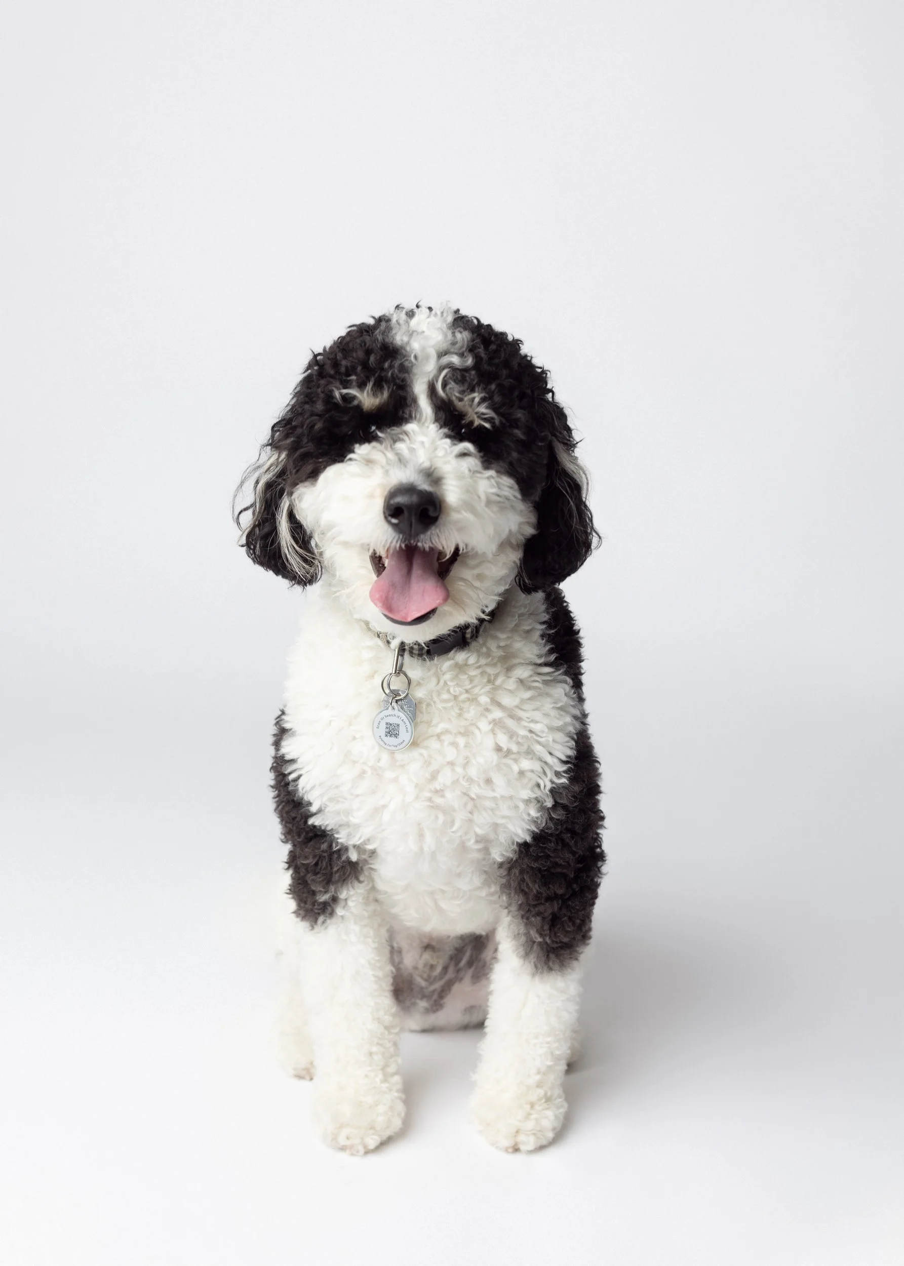 studio dog portrait in minneapolis, mn