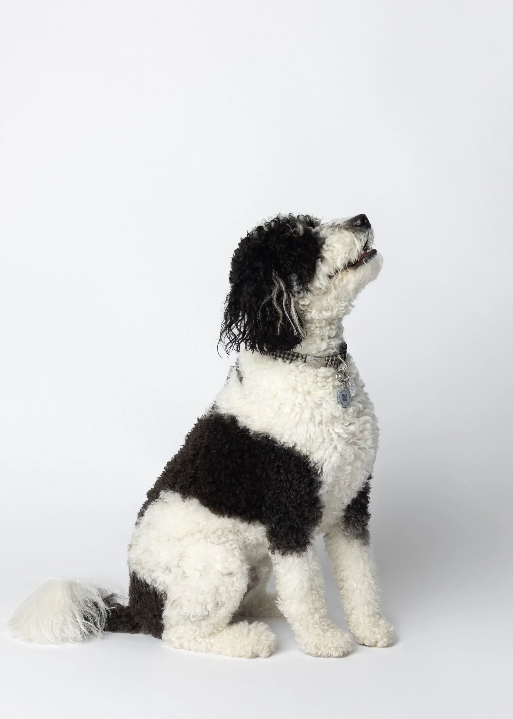 studio dog portrait in minneapolis, mn