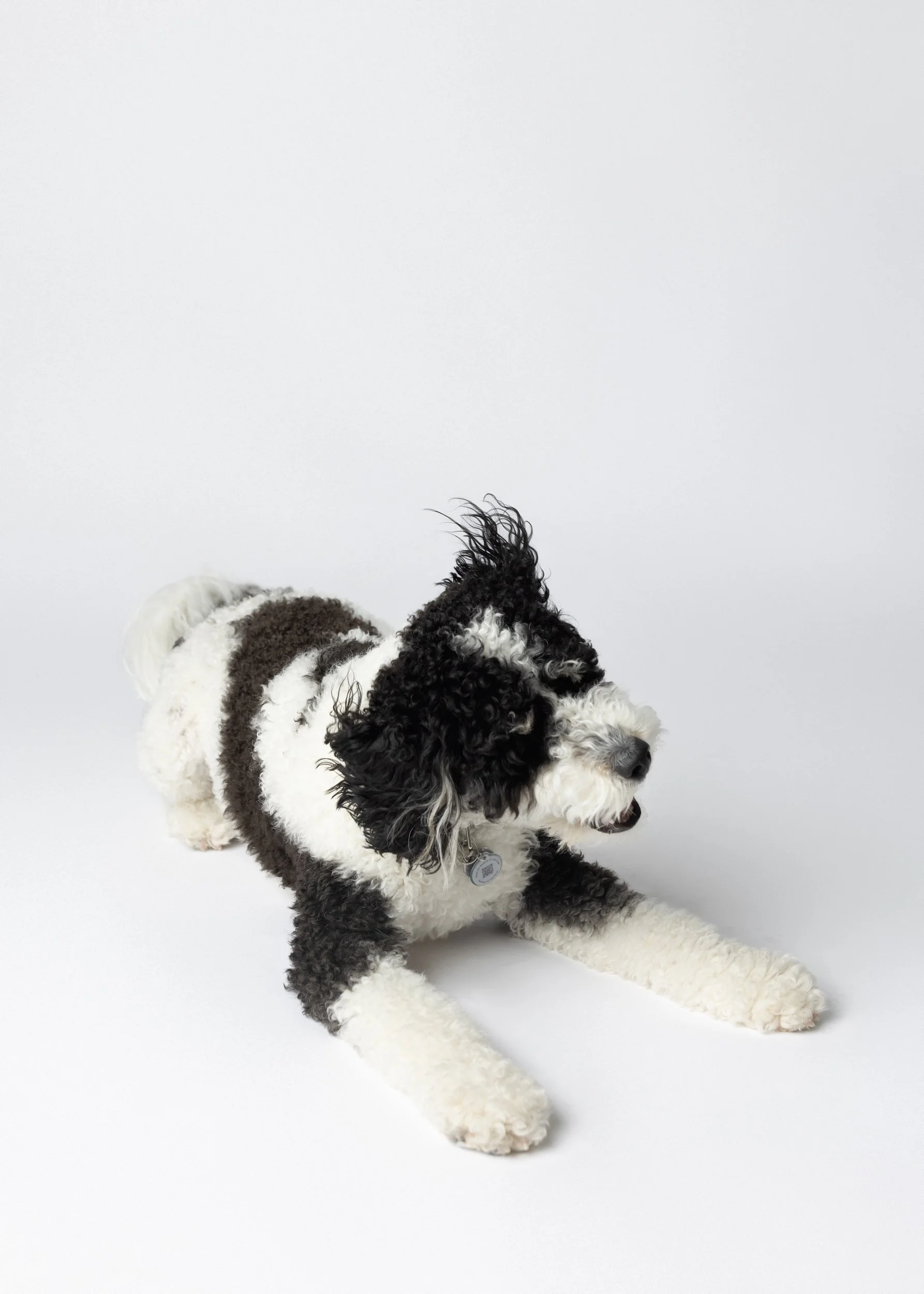 studio dog portrait in minneapolis, mn