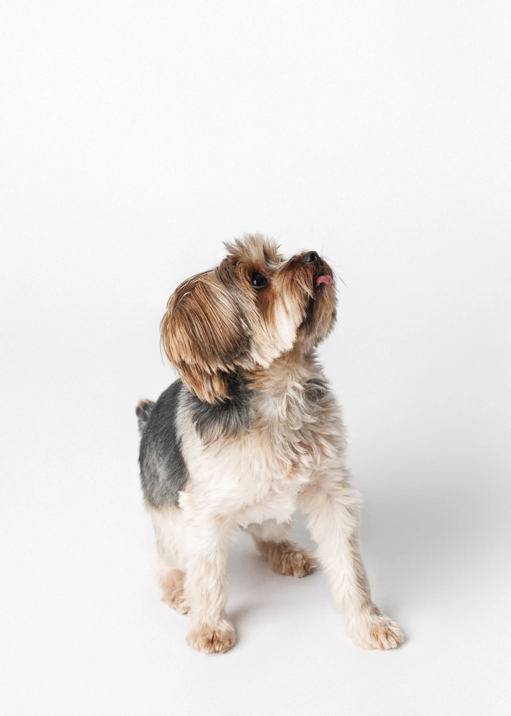 studio dog portrait in minneapolis, mn