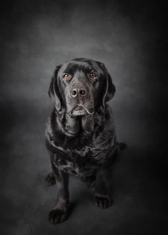studio dog portrait in minneapolis, mn
