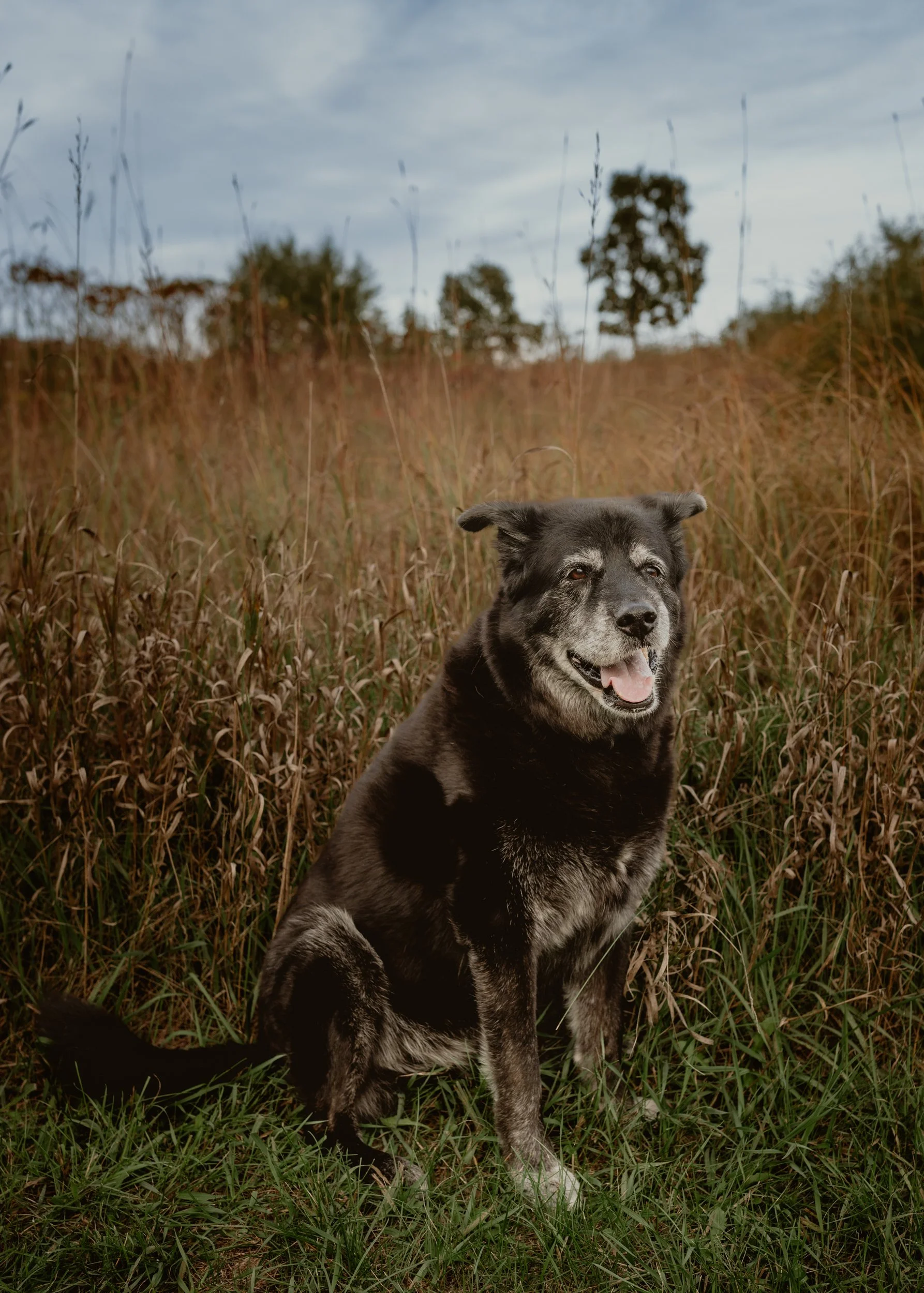 fall outdoor dog portrait st paul, mn