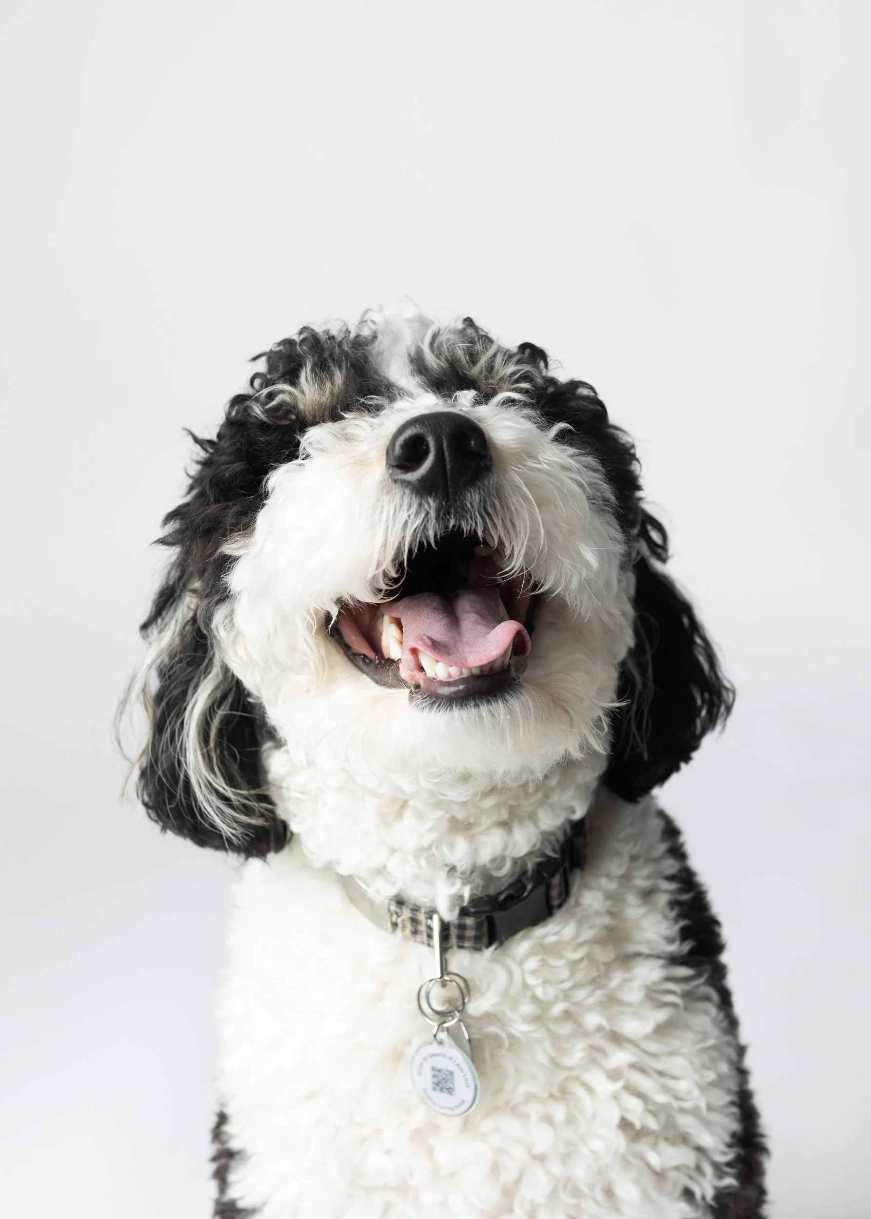 studio dog portrait in minneapolis, mn
