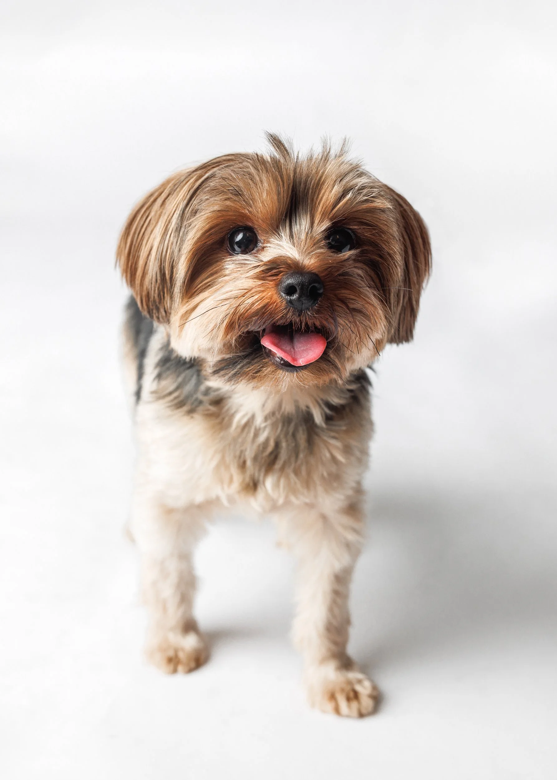 studio dog portrait in minneapolis, mn