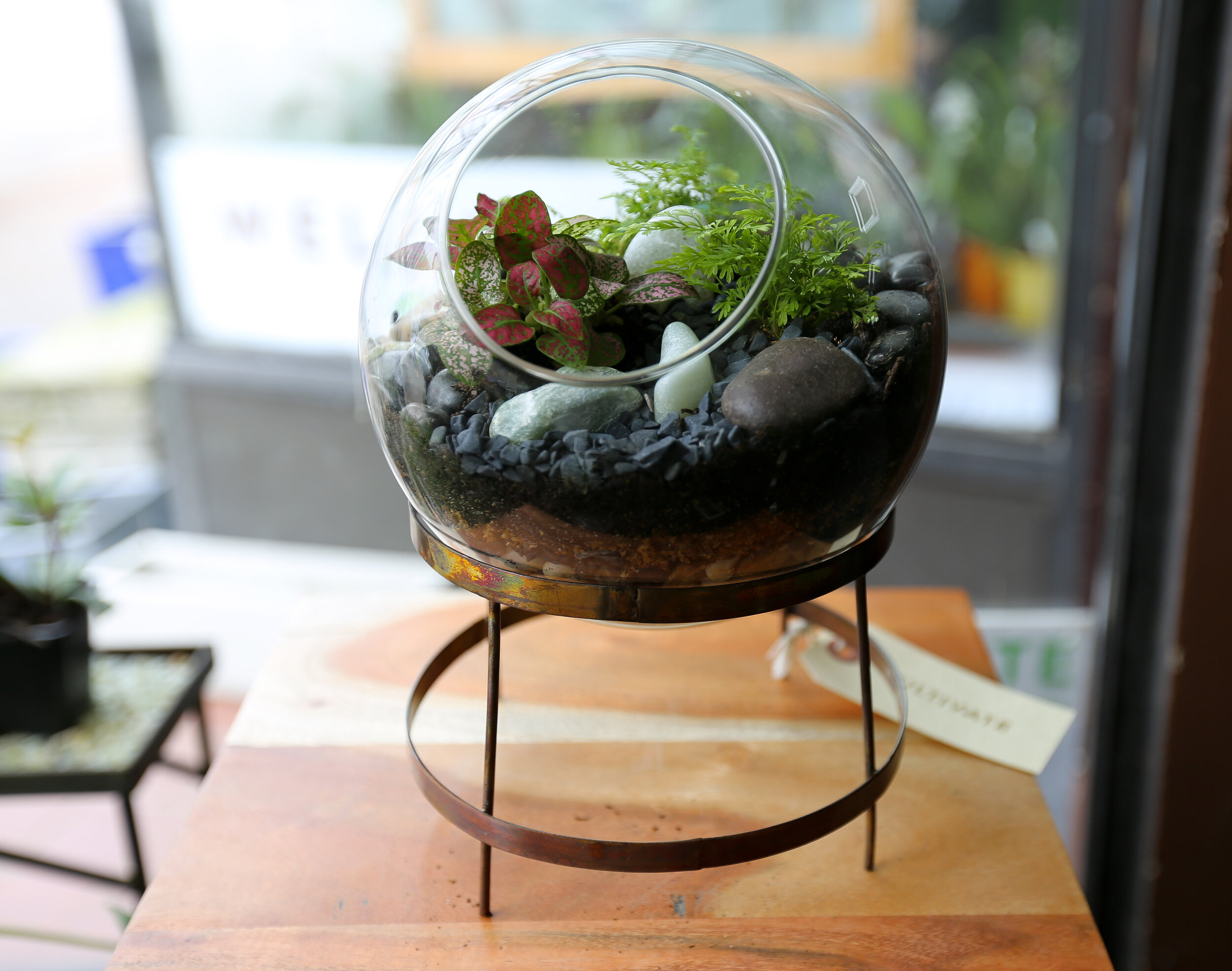 Cultivate Evanston Tropical Terrarium_2.jpg