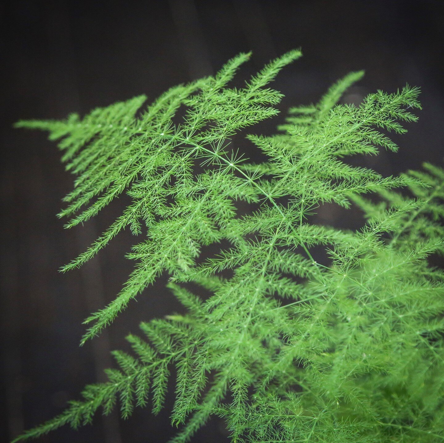 Asparagus Ferns have an ethereal quality that adds a magical feeling to wherever they are. They require constant moisture and high humidity which makes them great for use in terrariums. Come by the shop to check them out in person!
.
.
.
#asparagusfe