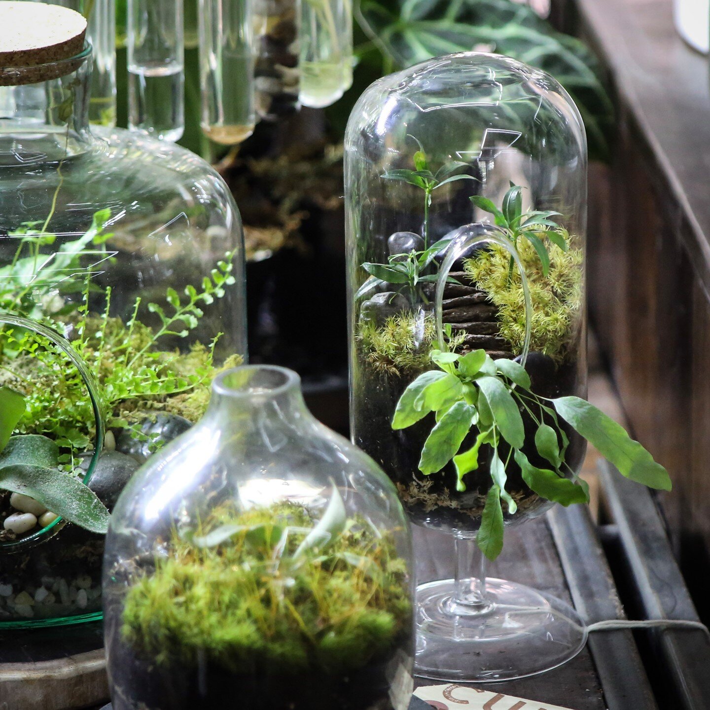 Terrariums are the perfect way to capture a landscape and put it in a bottle! Come by the shop to check out all our stunning terrariums today. 
.
.
.
#terrariumdecor #terrarium #terrariumsofig #plantdecor #plantenabler #plantgoals #plantlove #plantpa