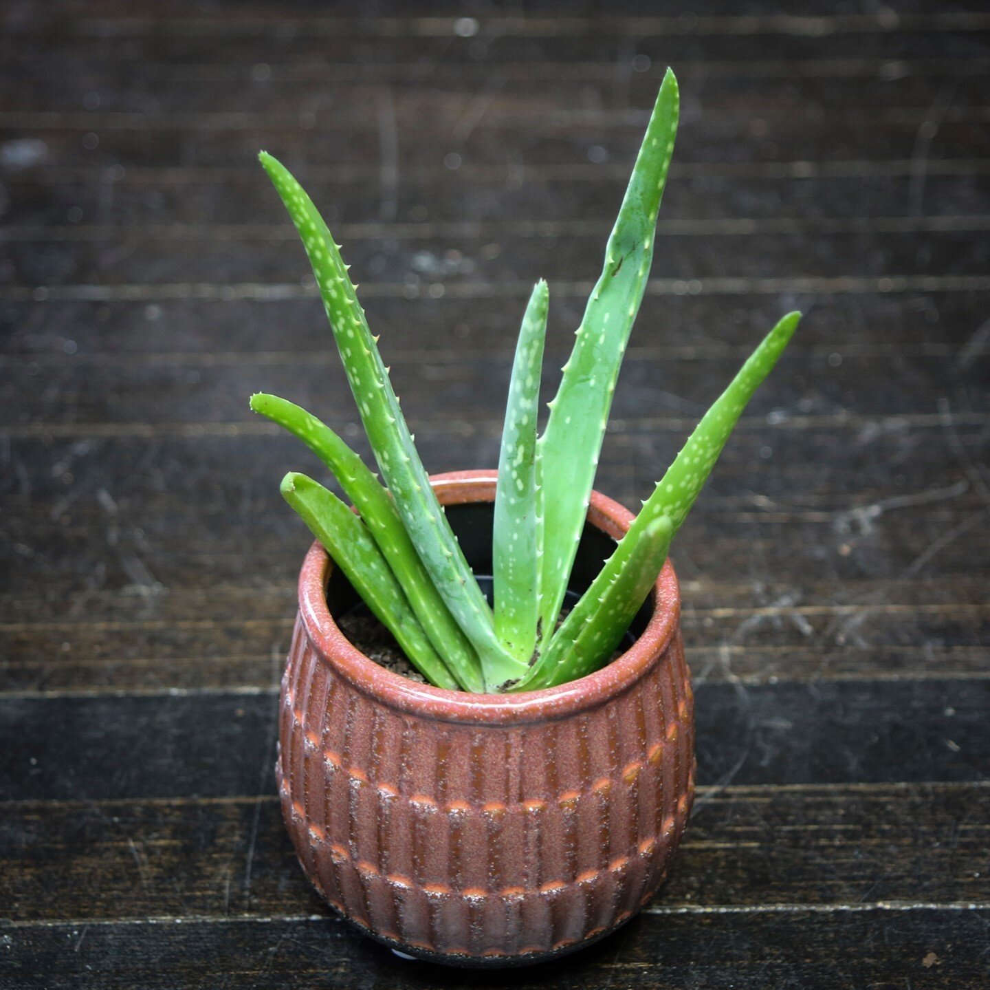 Aloe Vera is back in the shop! This plant makes a wonderful gift because of its practical applications. Stop by the shop next time your shopping for a gift!
.
.
.
#aloevera #aloe #plantdecor #plantenabler #plantgoals #plantlove #plantparenthood #plan