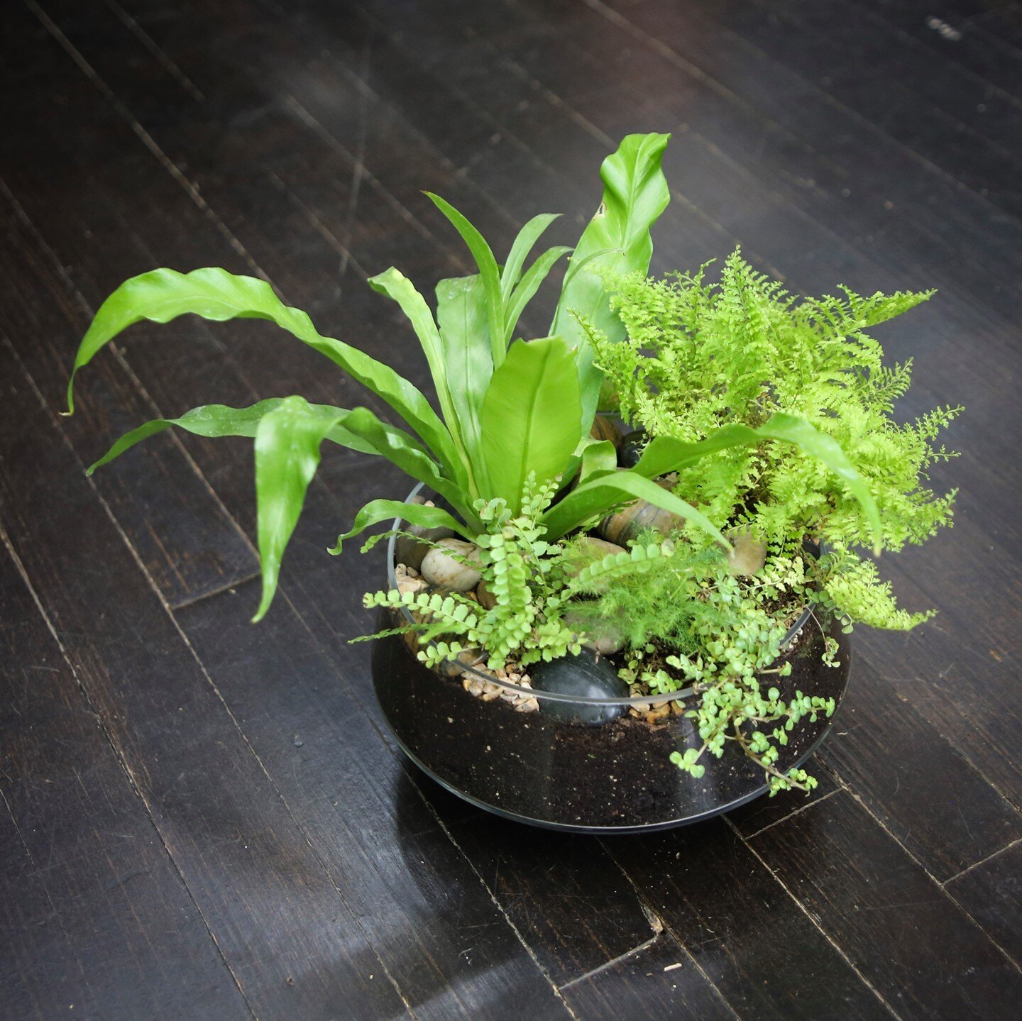 🌿Ferns!🌿
The soft forms of this fern-themed terrarium are complimented by the tiger stripe river stones and soft angular silhouette of its container. Come by the shop to check out all our gorgeous terrariums today!
.
.
.
#ferns #fernsofig #ferndeco