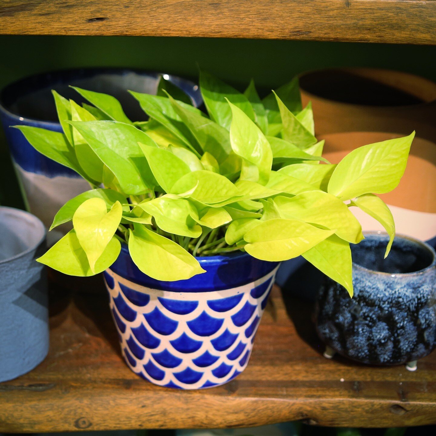 Neon Pothos is back in the shop this week! This brightly colored low-light tolerant plant is fun to pair with other bold colors to brighten the dark corner in your home or office. Come by the shop to check out all our low-light tolerant plants in per