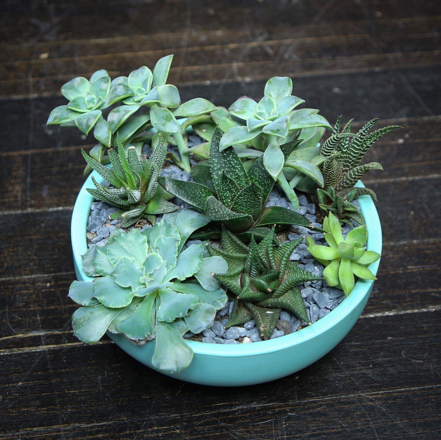 Succulent arrangements are super customizable and can be tailored to fit your specific aesthetic and design requirements. Come by the shop to check out this pre-planted arrangement or discuss a custom one in person!