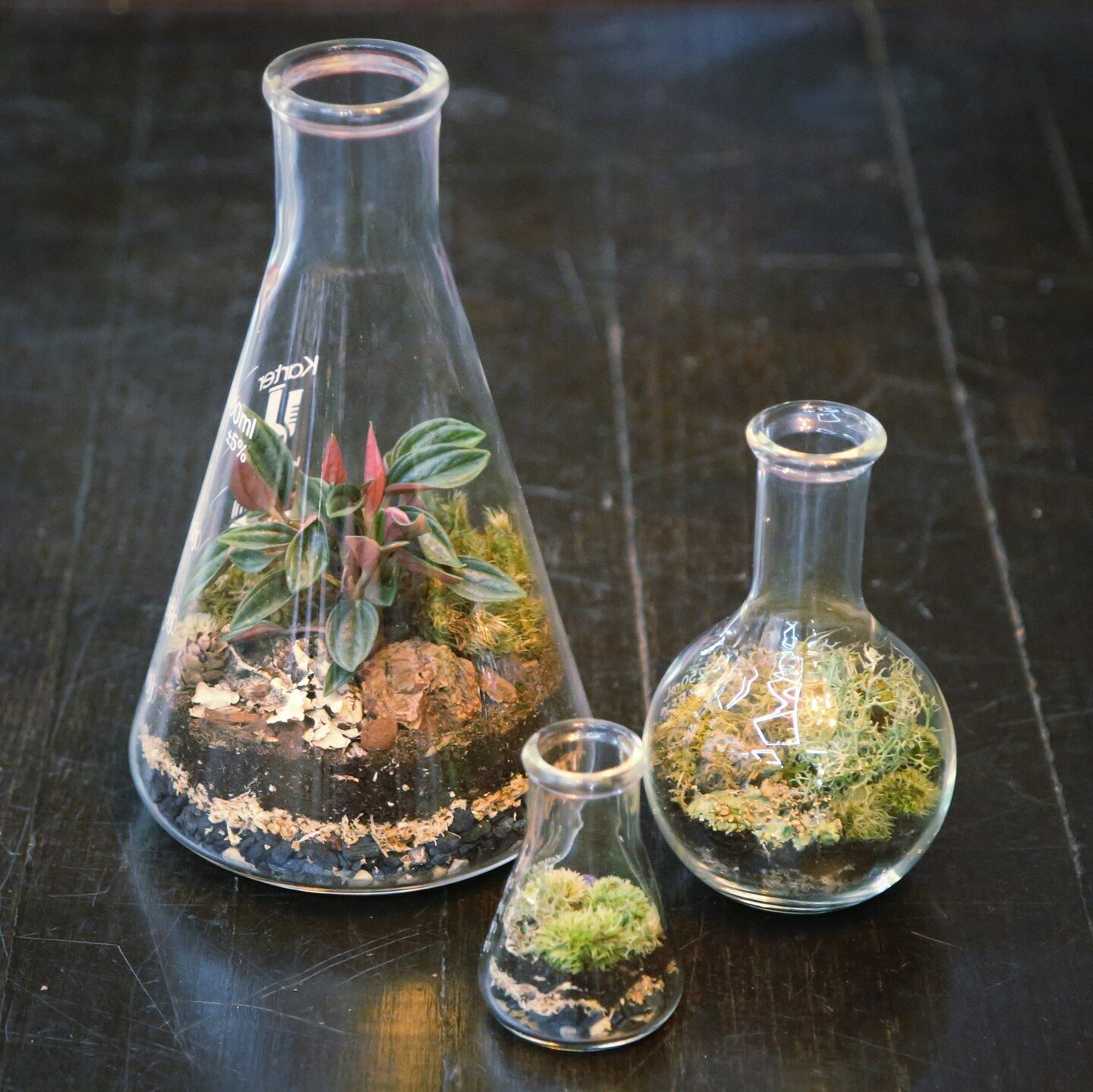 We were able to get our hands on some laboratory glassware, which means beaker terrariums are back! These precious babies are planted with live moss and lichen. The largest one also contains a little Peperomia 'Eden Rosso'. Come by the shop to check 