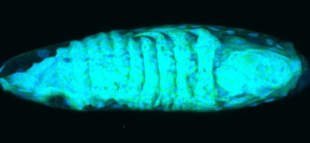 Lh14_egg_40X-MaxIP_alli.jpg