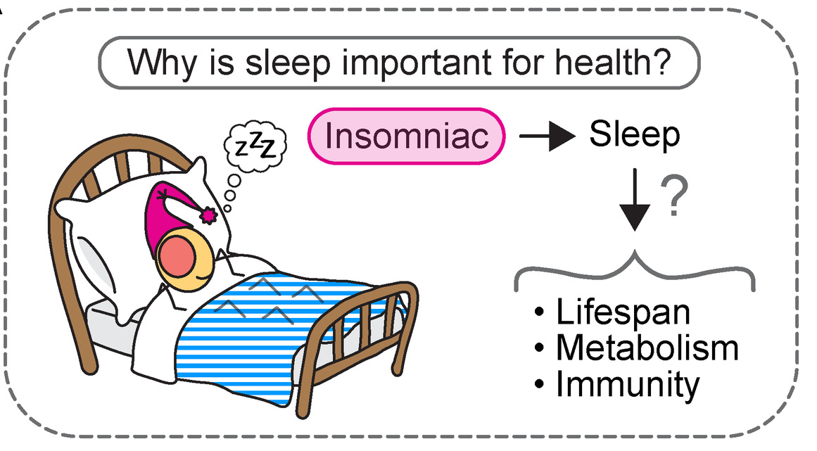 Drosophila, sleep, lifespan, and antioxidants!