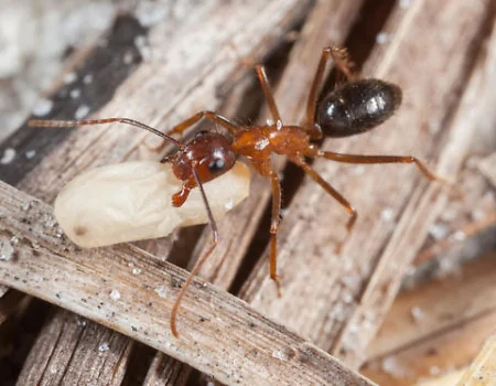 ant-research-03_450x350_acf_cropped.jpg