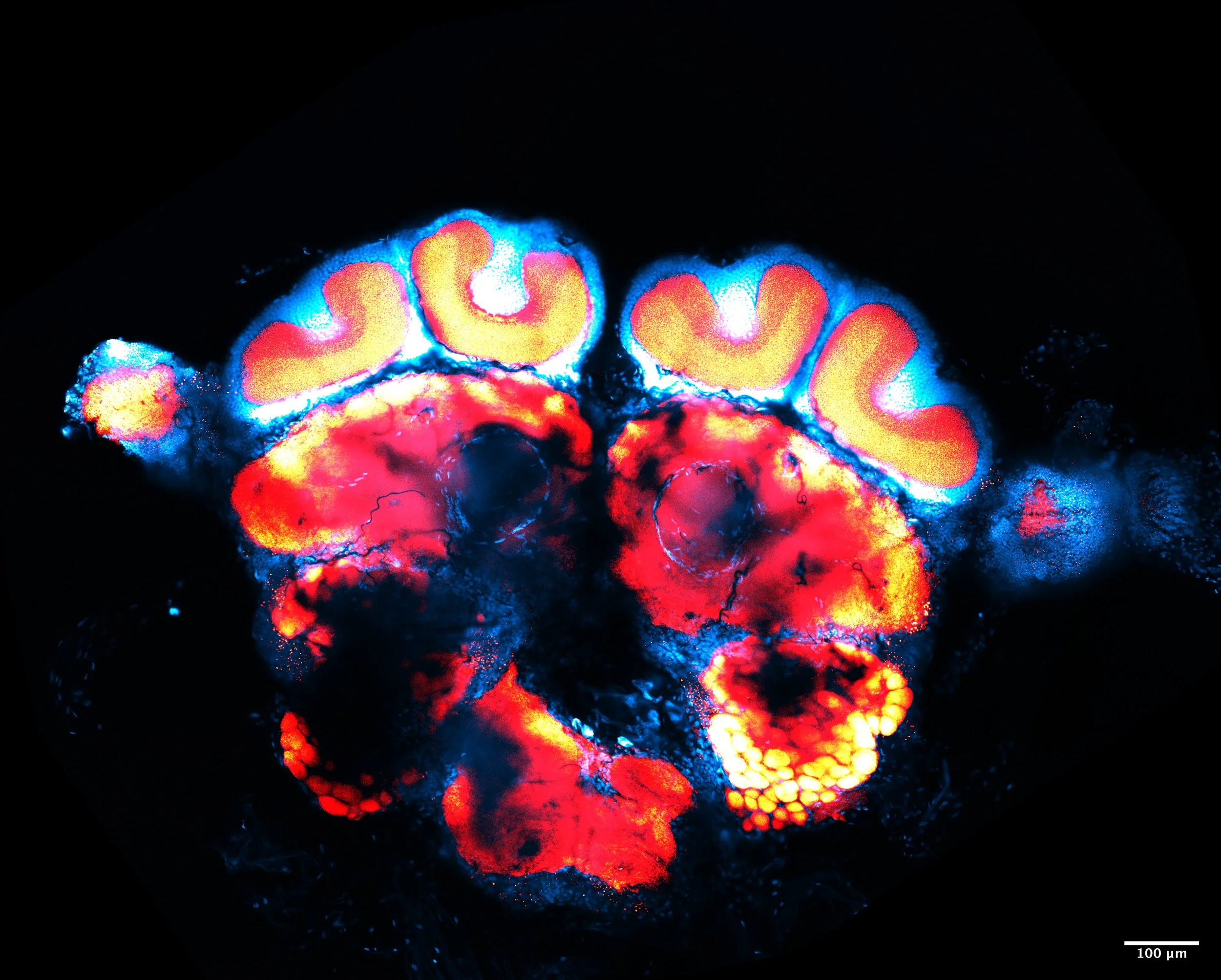 Composite_DAPI_nc82_Style2.jpg