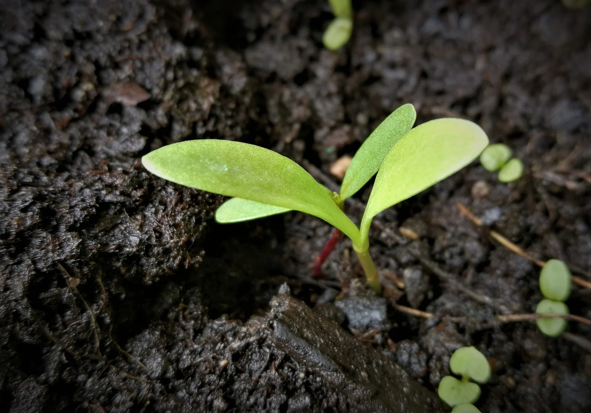 Seedling with right environment for growth