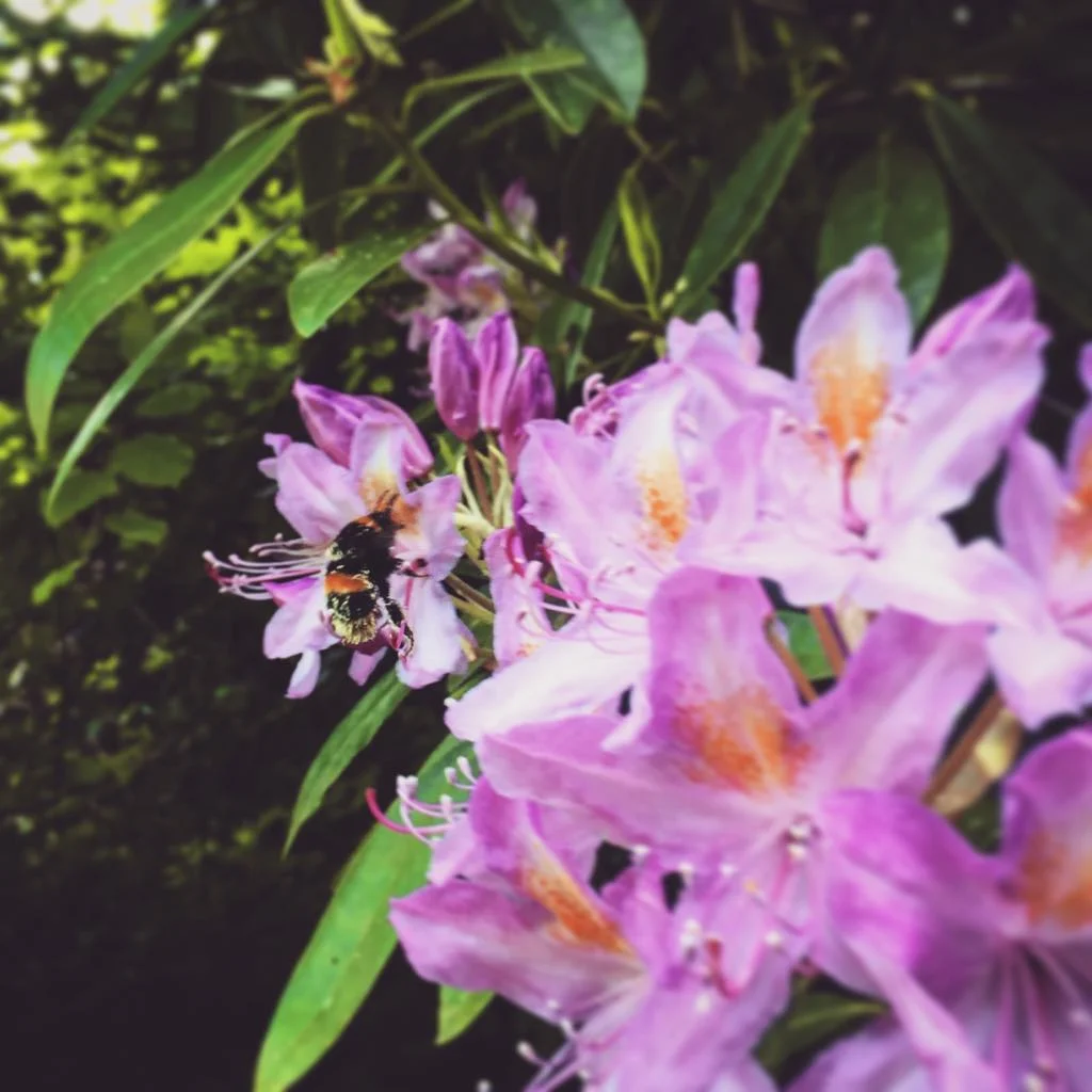 Bees.jpg