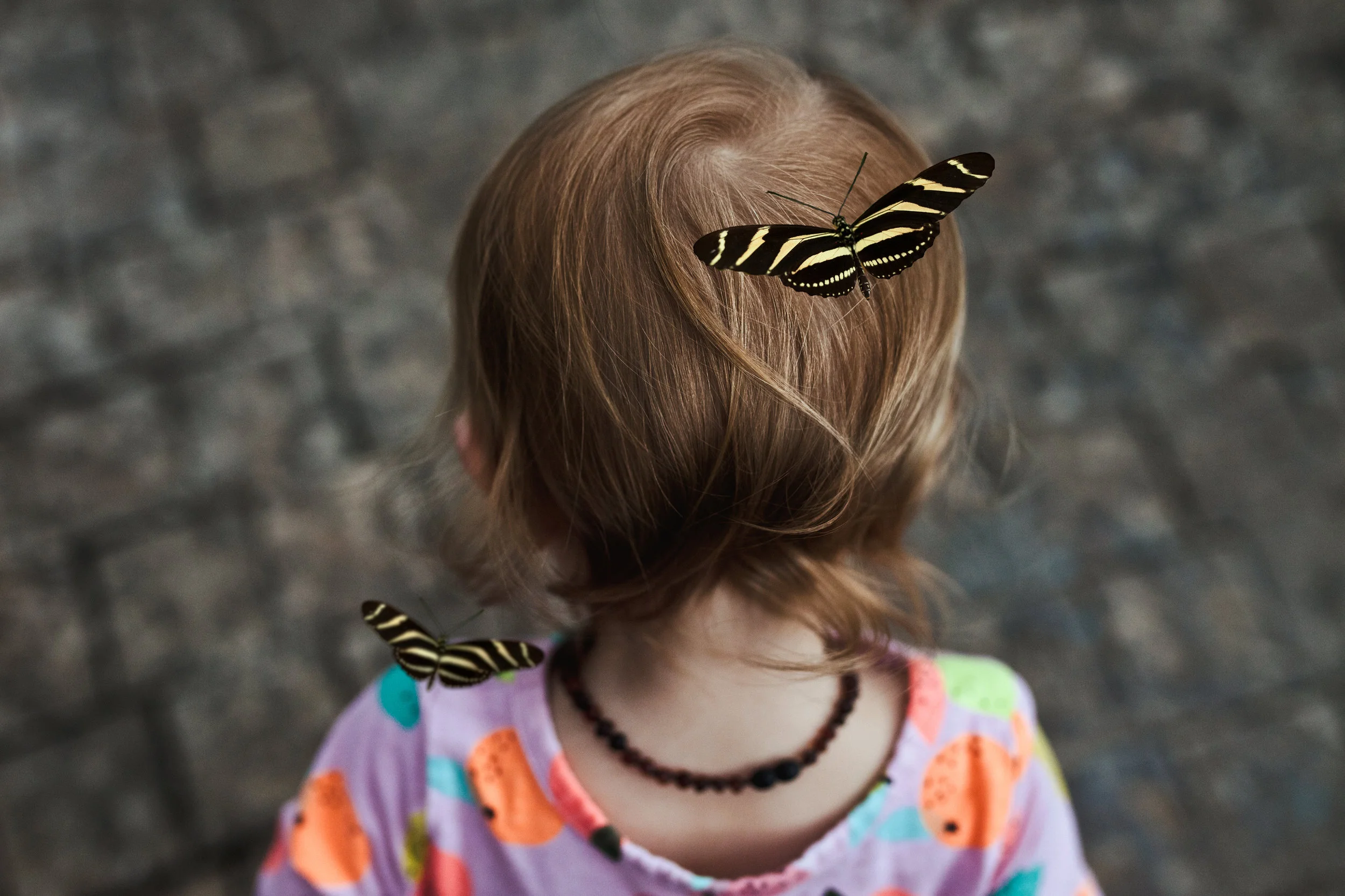 dakotabutterflies.jpg