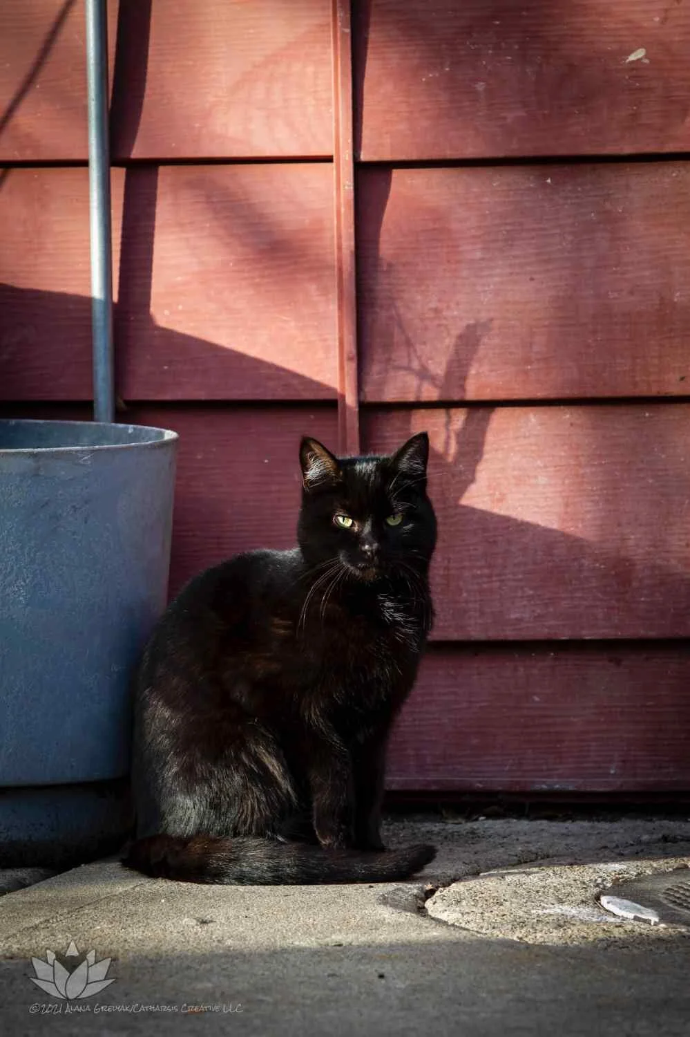 TNR Cat from Tree House